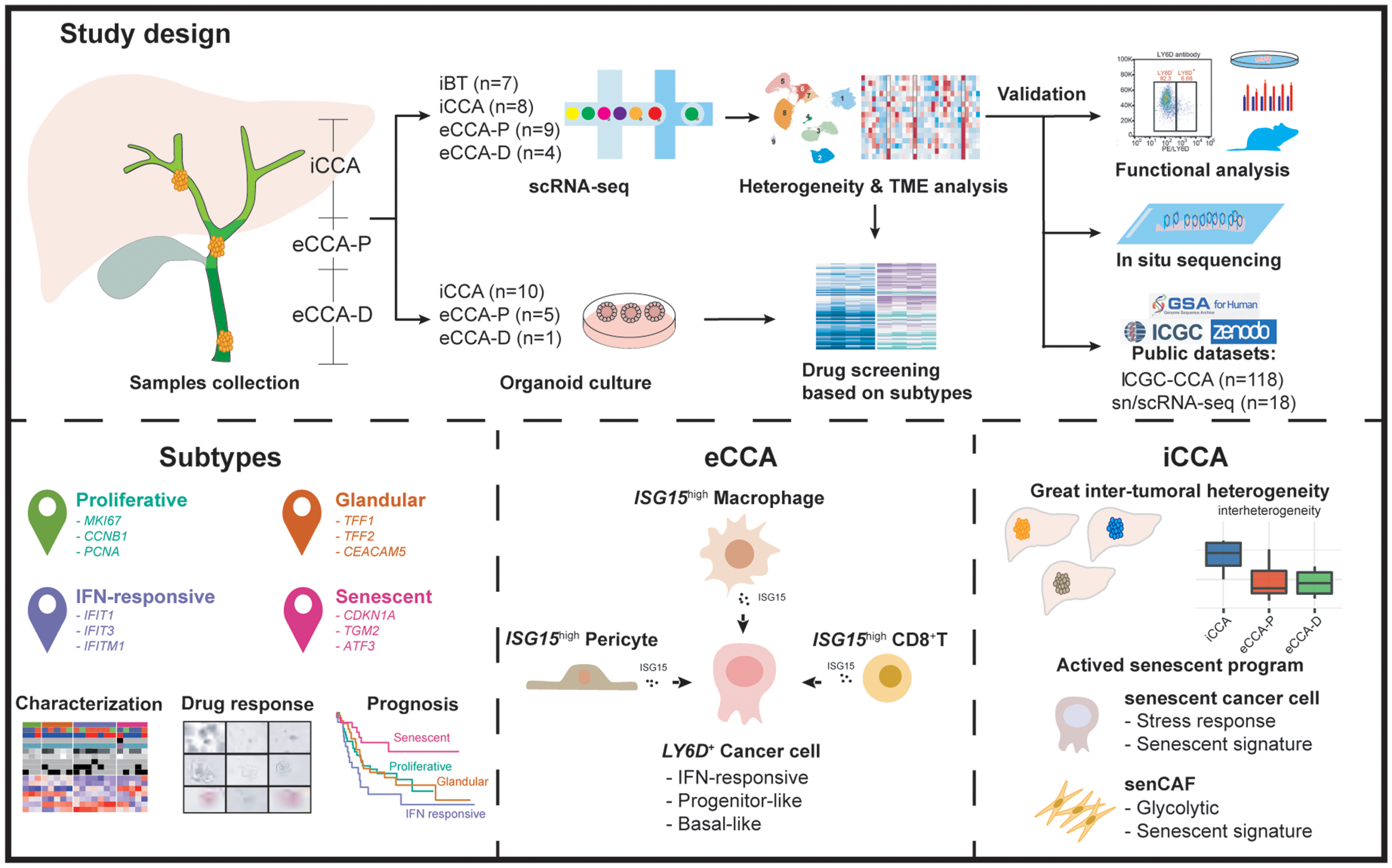 Deciphering cholangiocarcinoma heterogeneity and specific progenitor cell niche of extrahepatic cholangiocarcinoma at single-cell resolution