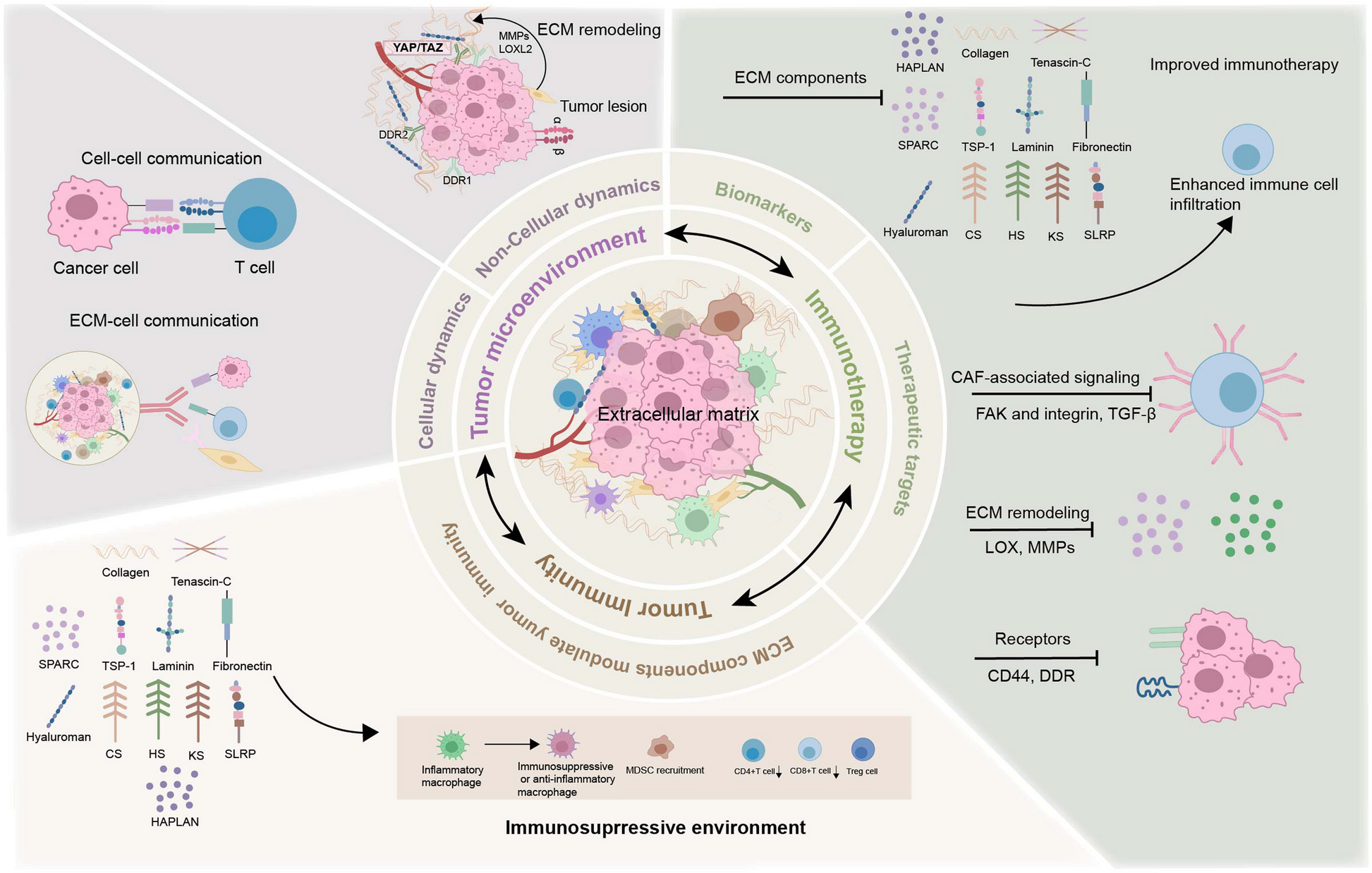 Extracellular matrix dynamics in tumor immunoregulation: from tumor microenvironment to immunotherapy