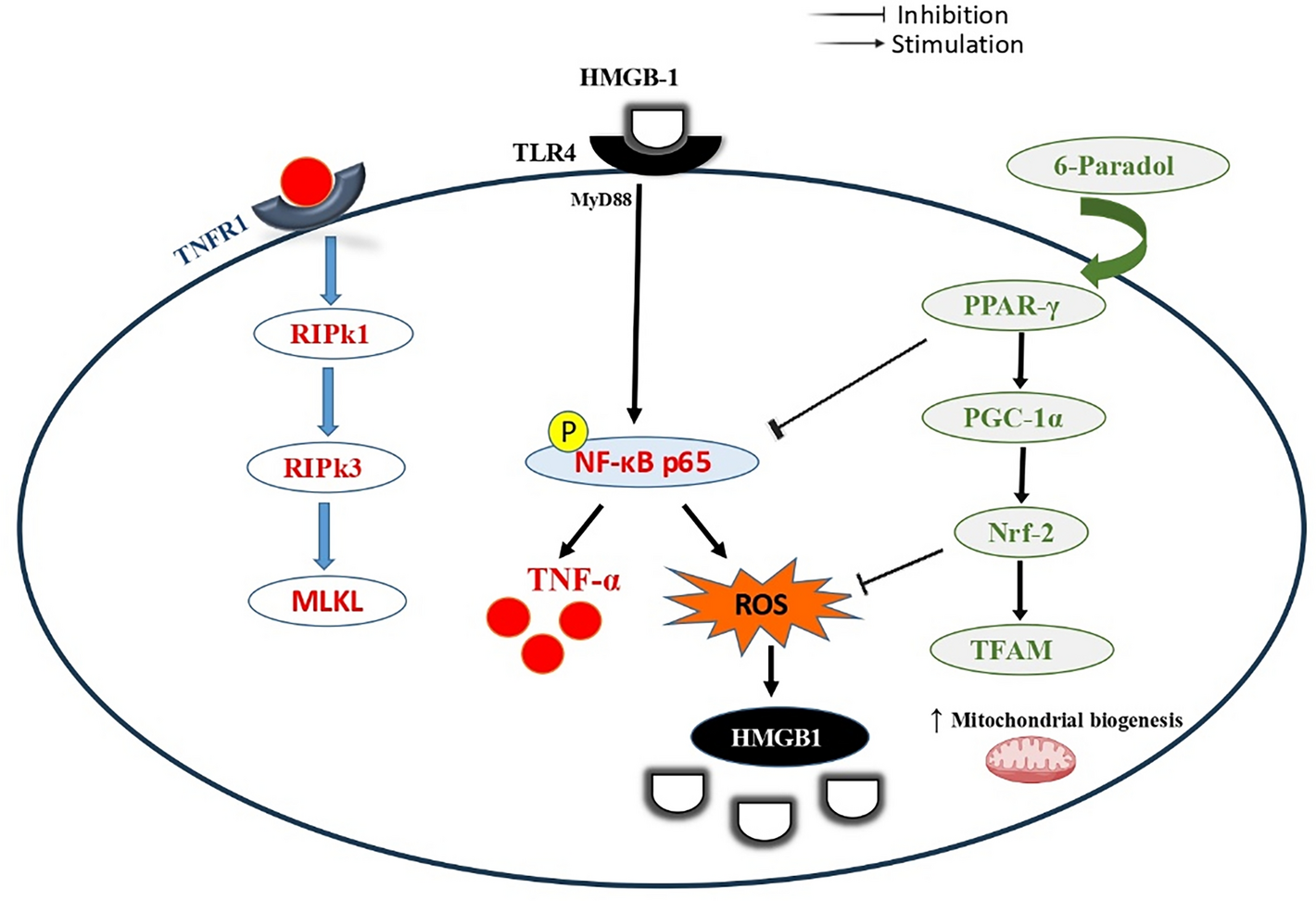 6-Paradol mitigates rotenone-induced Parkinson’s disease via shutting TNFR-1/RIPK1/RIPK3/MLKL cascade and enhancement of PPARγ/PGC-1α/TFAM axis