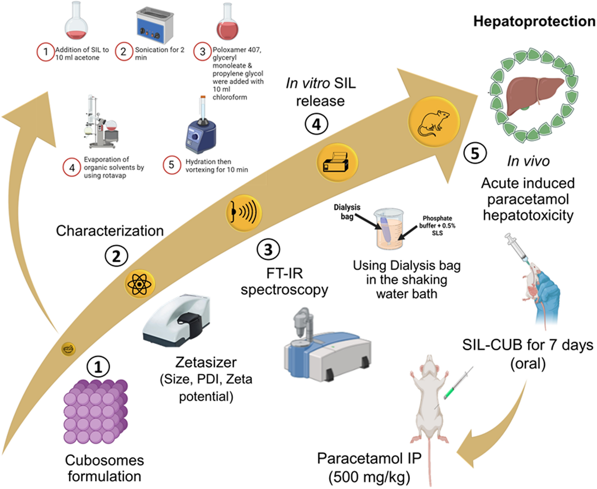 Silibinin-loaded cubosomes: a gateway to enhanced hepatoprotective activity
