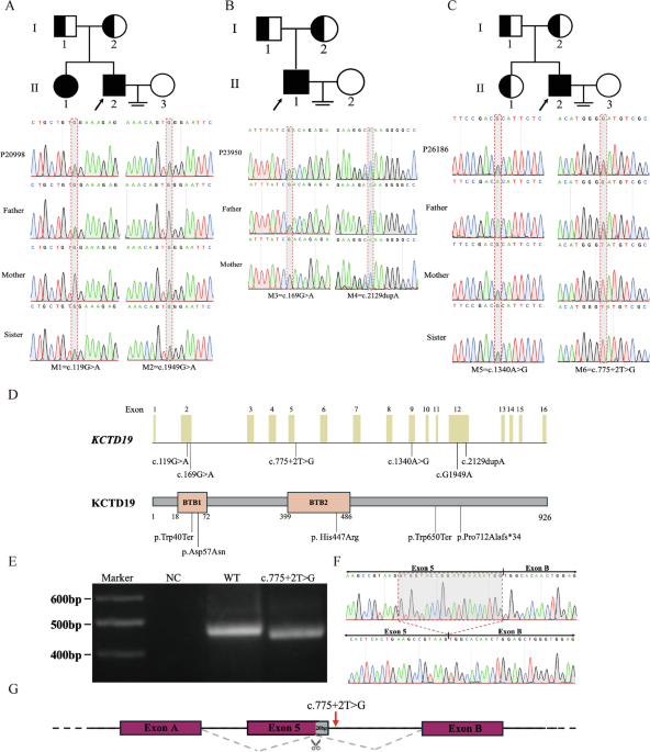 Bi-allelic KCTD19 variants associated with meiotic arrest and non-obstructive azoospermia in humans