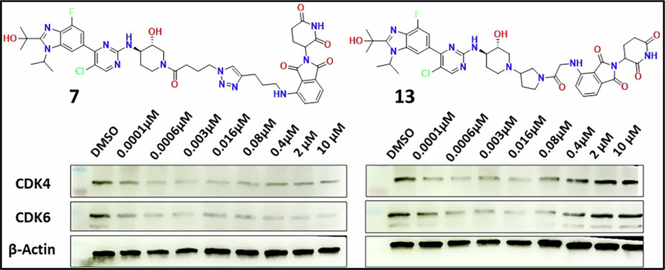 Design, synthesis and profiling of proteolysis-targeting chimeras (PROTACs) as CDK4/6 degraders