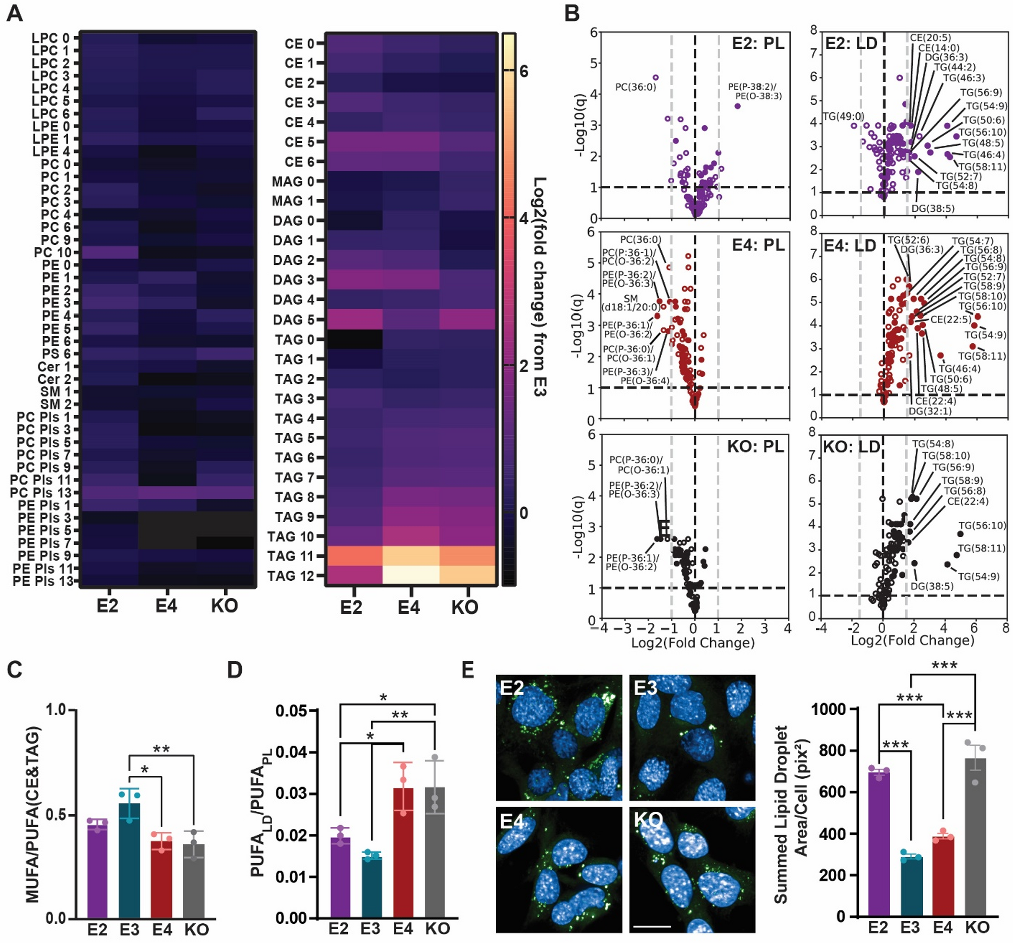 Genotype Impacts Polyunsaturated Neutral Lipid Storage and Ferroptosis Vulnerability in Astrocytes
