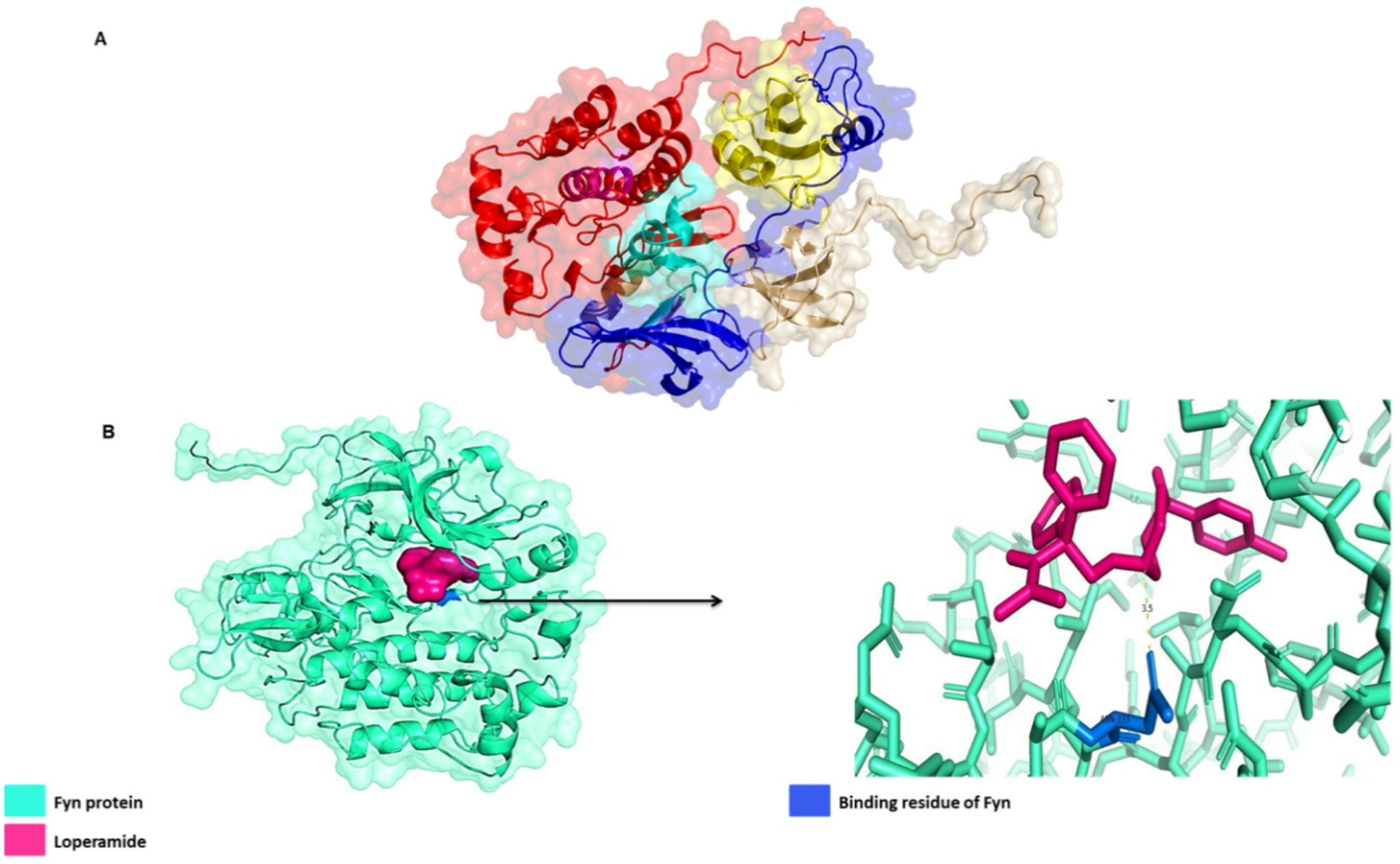 Targeting Fyn Kinase for Alleviation of Cognitive Impairment in Streptozocin-Induced Alzheimer’s Disease in Mice by Loperamide; An Experimental and in Silico Analysis