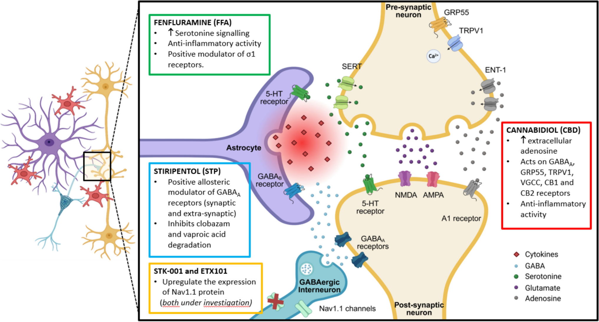 Emerging Insights into the Pathogenic Mechanisms of Dravet Syndrome