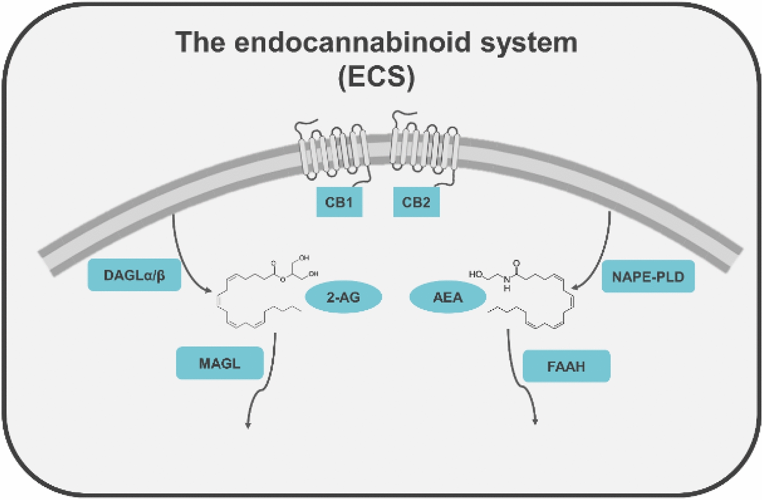 The Endocannabinoid System in Retinal Müller Glia: Lessons From Astrocyte Research