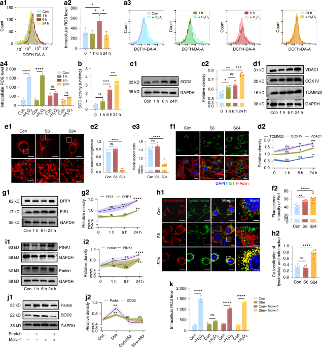 ER-induced PERK/TFEB cascade sequentially modulates mitochondrial dynamics during cranial suture expansion