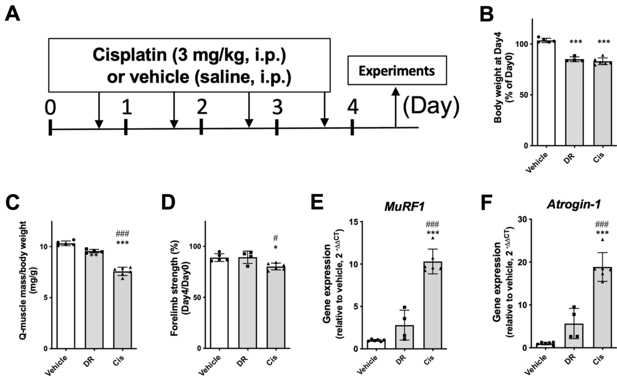 Decreased Expression and Secretion of the Myokine Fndc5/Irisin by Cisplatin Treatment in Mouse Skeletal Muscle