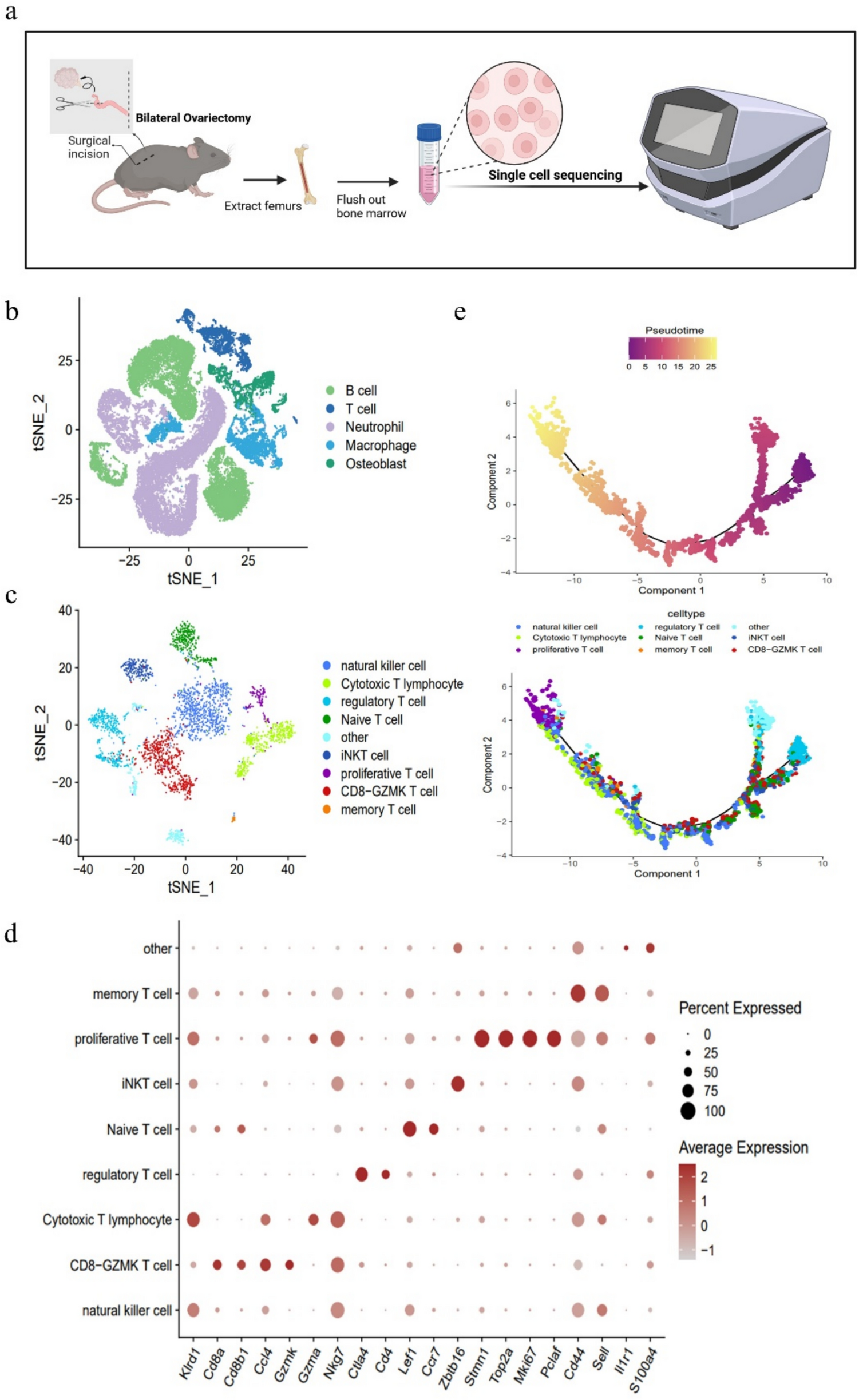 CD8a + GZMK + T Cells Inhibit Osteoclastogenesis in Postmenopausal Osteoporosis via the p38-MAPK Pathway
