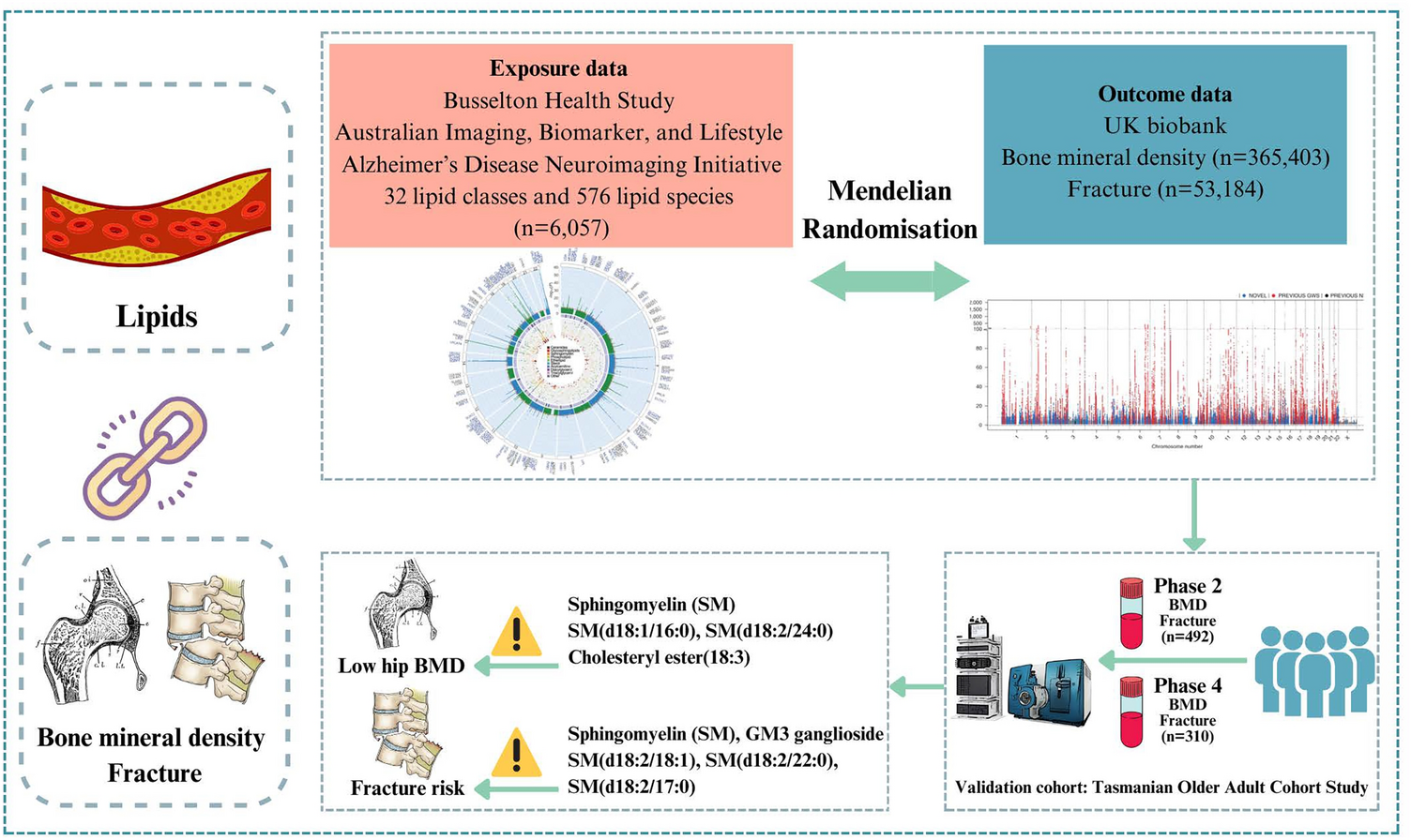 Identification and Validation of Novel Lipids Linked to Bone Mineral Density Change and Fracture Risk