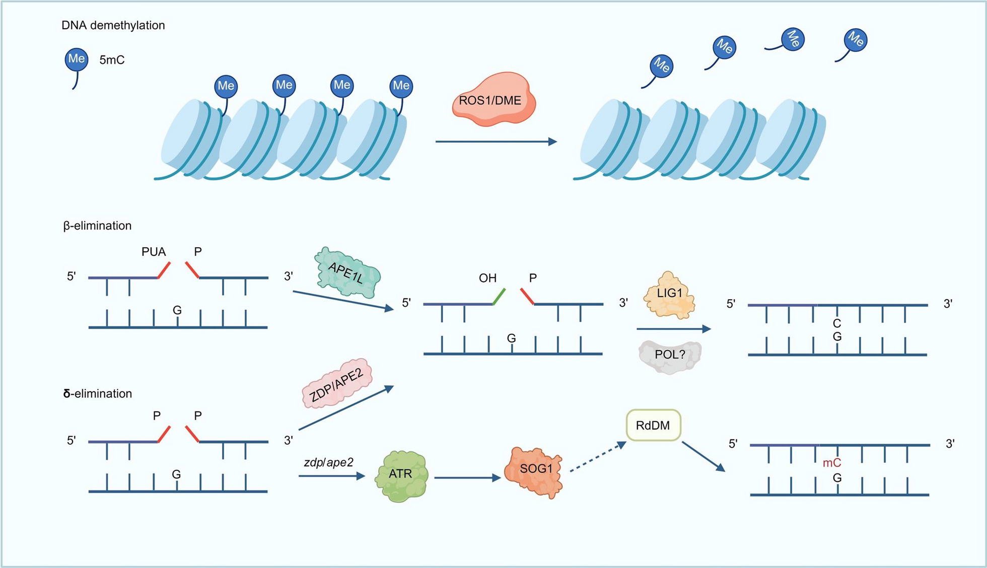 Molecular mechanisms and biological functions of active DNA demethylation in plants