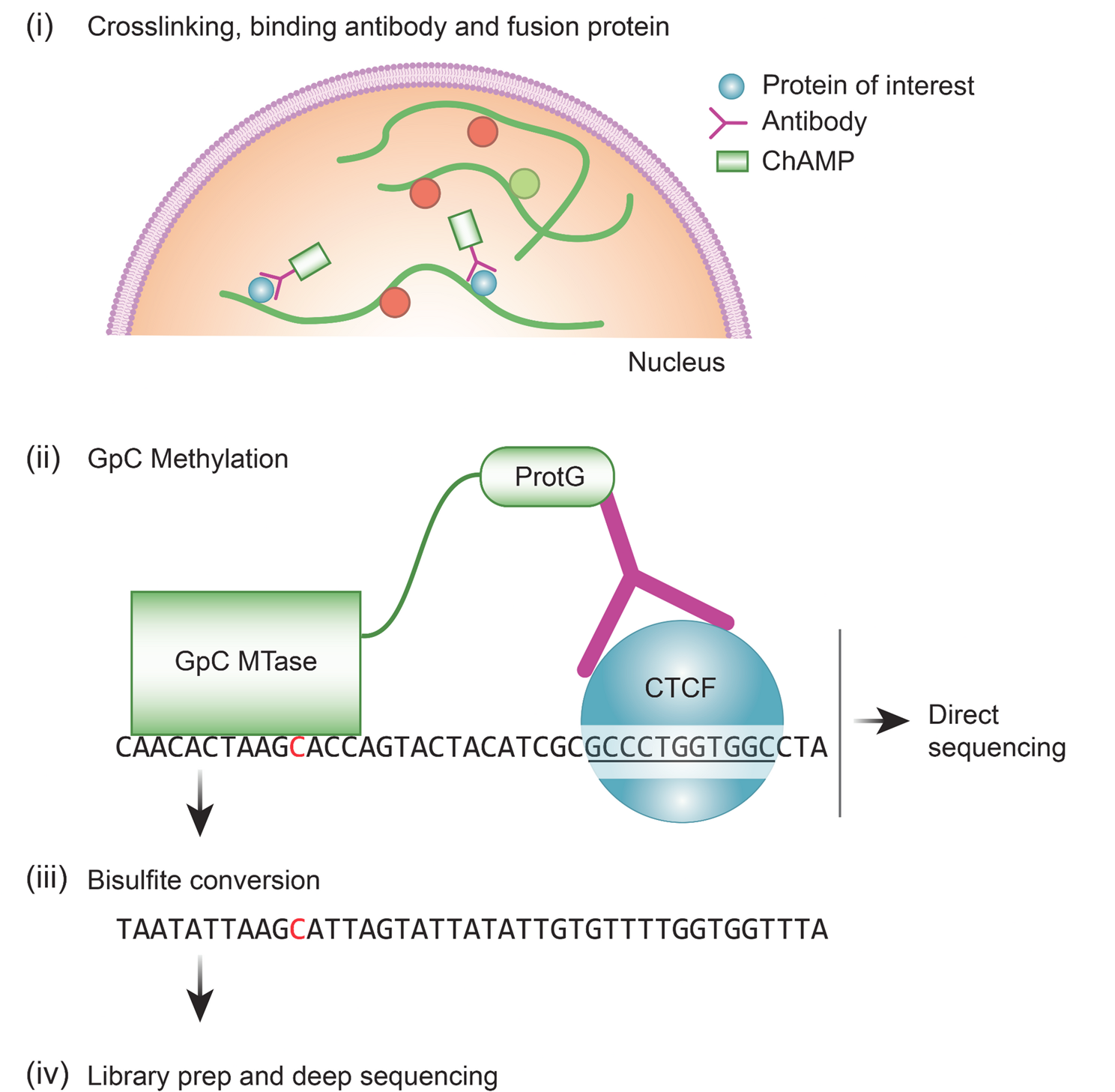 Detecting Protein-DNA binding in single molecules using antibody guided methylation