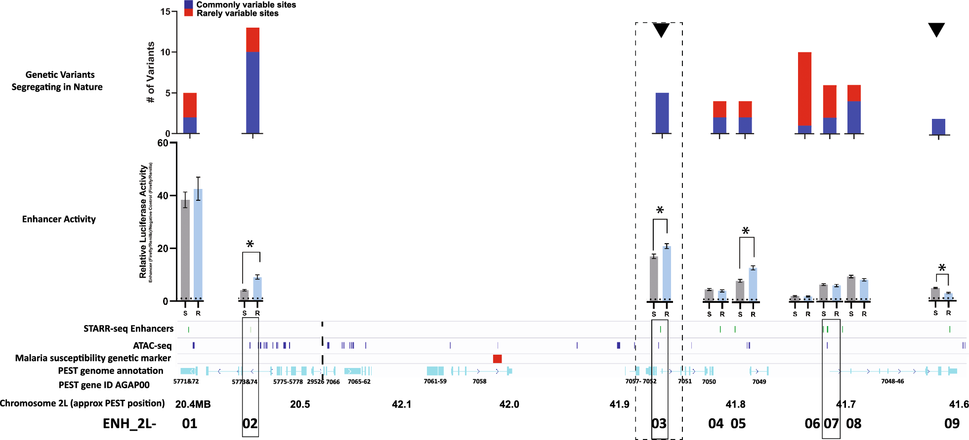 Functional characterization of transcriptional enhancers in an Anopheles genetic locus controlling natural resistance to the malaria parasite, Plasmodium falciparum