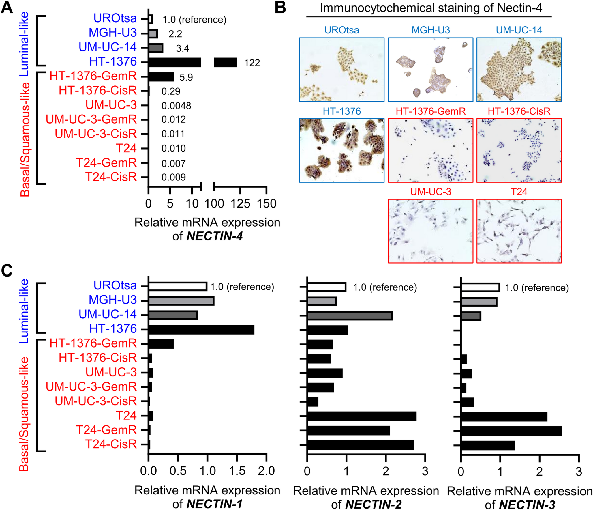 Clinical relevance of Nectin-4 downregulation and biological changes caused by cytotoxic chemotherapy in bladder cancer
