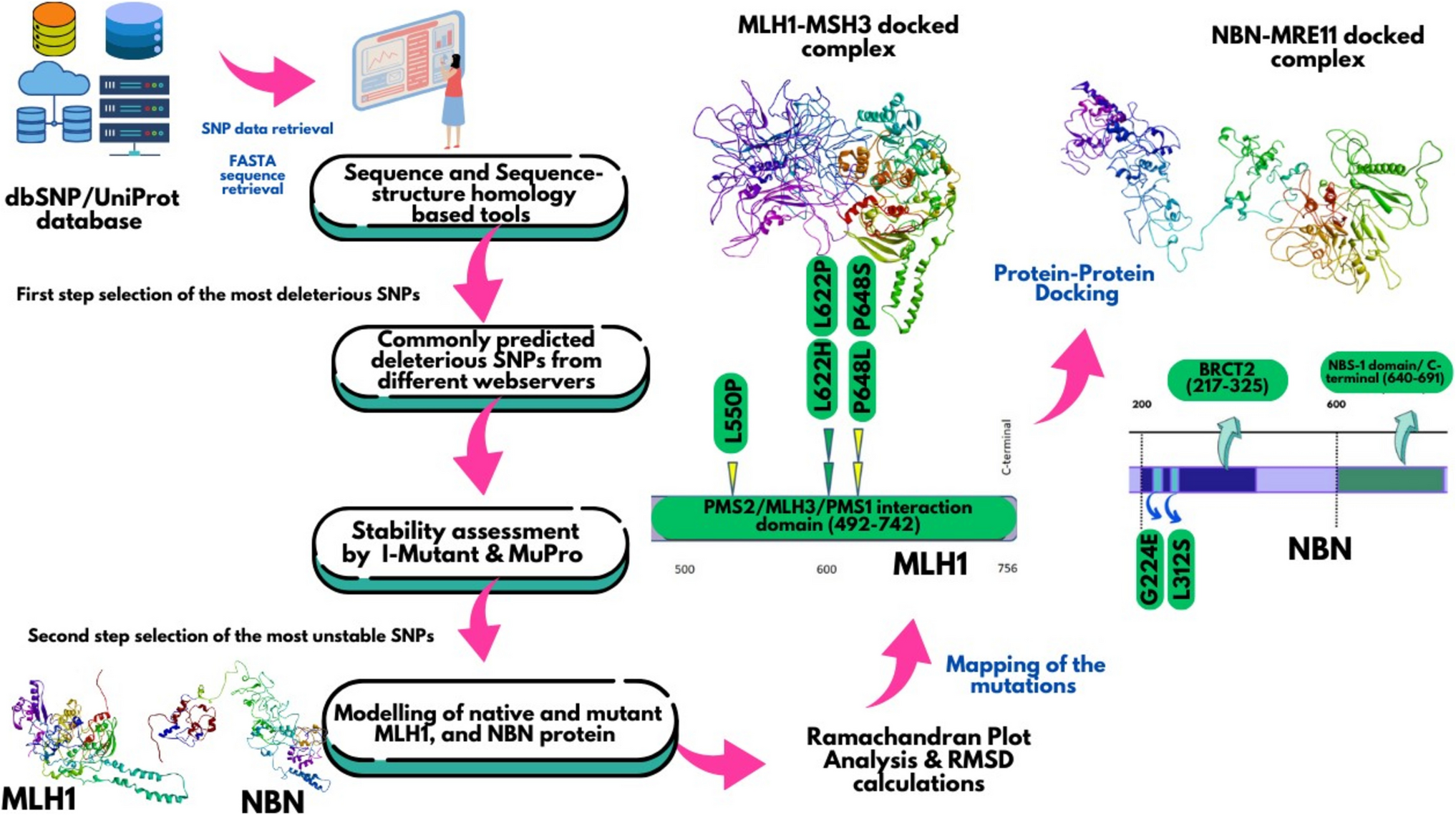 Identification of non-synonymous SNPs affecting structure and function of MLH1 and NBN proteins: a computational approach