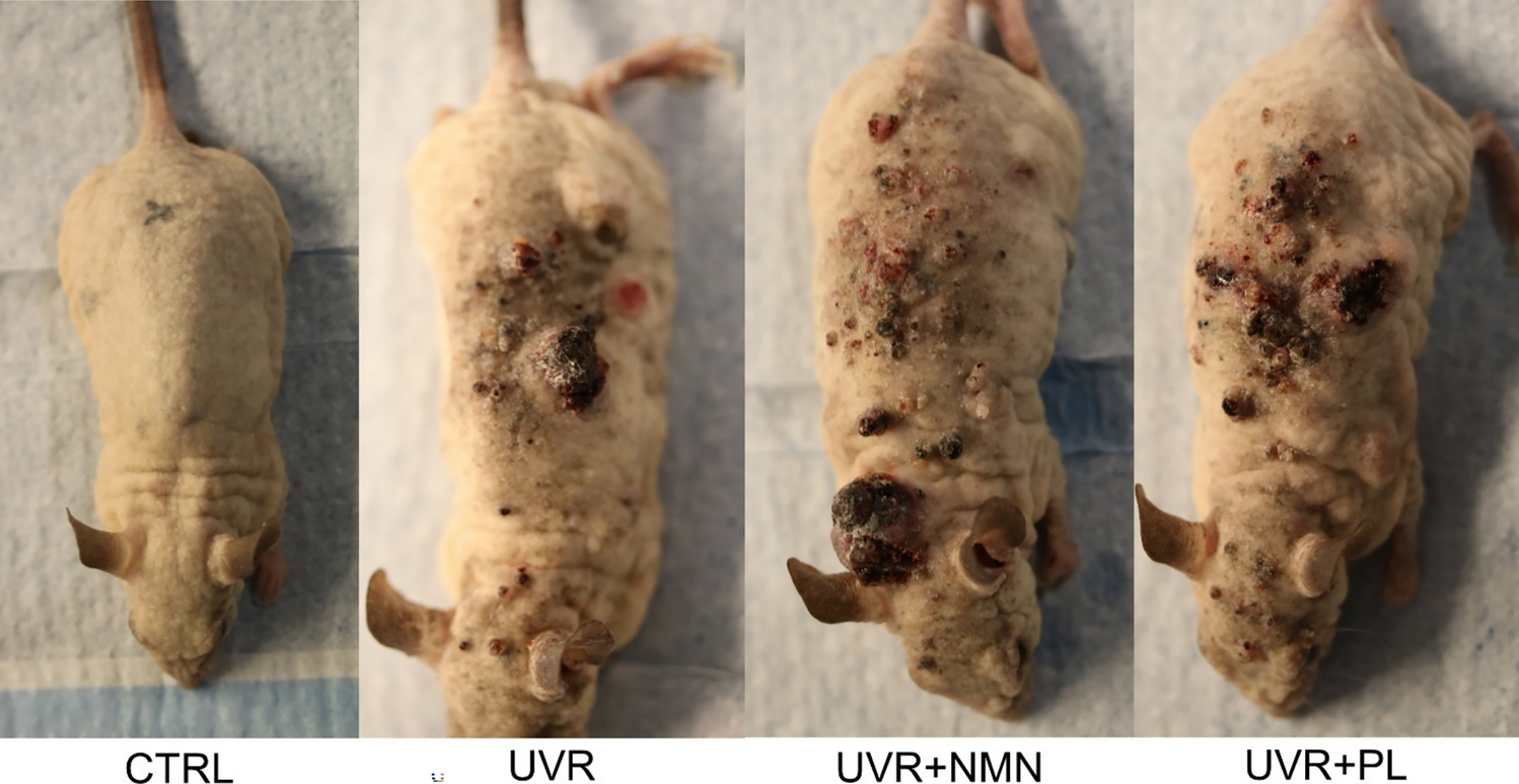 Oral nicotinamide mononucleotide (NMN) increases tissue NAD content in mice but neither NMN nor Polypodium  protect against UVR-induced skin cancer