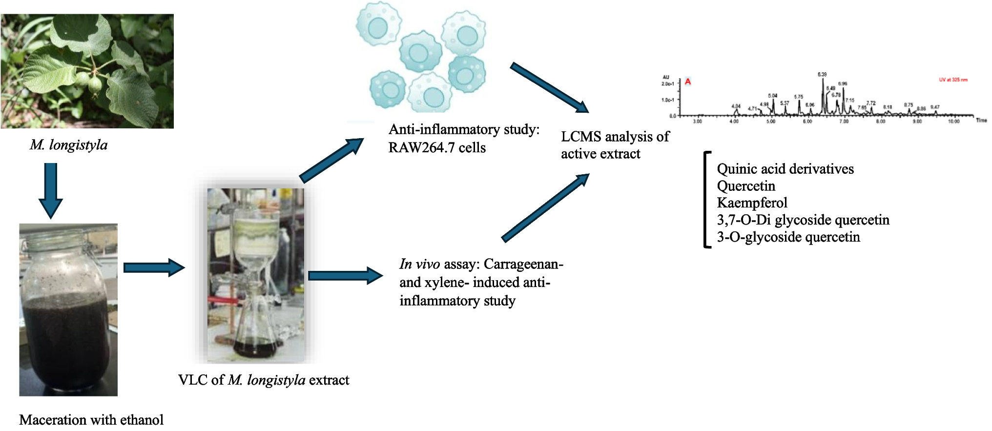 Phytoconstituents of Extract and Fractions of  Leaves Inhibit Nitric Oxide and Prostaglandins Inflammatory Mediators: , , and Chemical Profiling