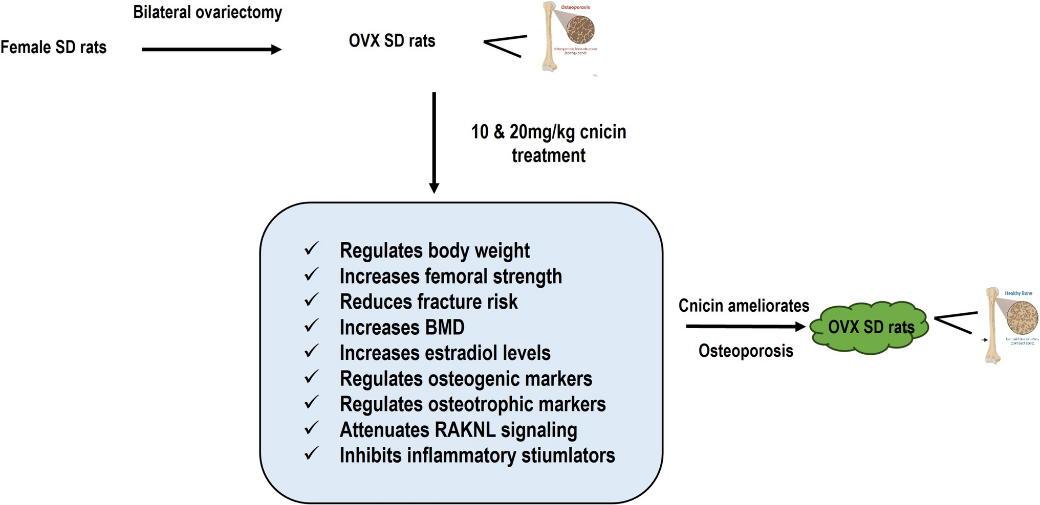 Cnicin Regulates Bone Turnover Homeostasis in Rats with Ovariectomy-Induced Osteoporosis via RANKL/RANK/OPG Pathway