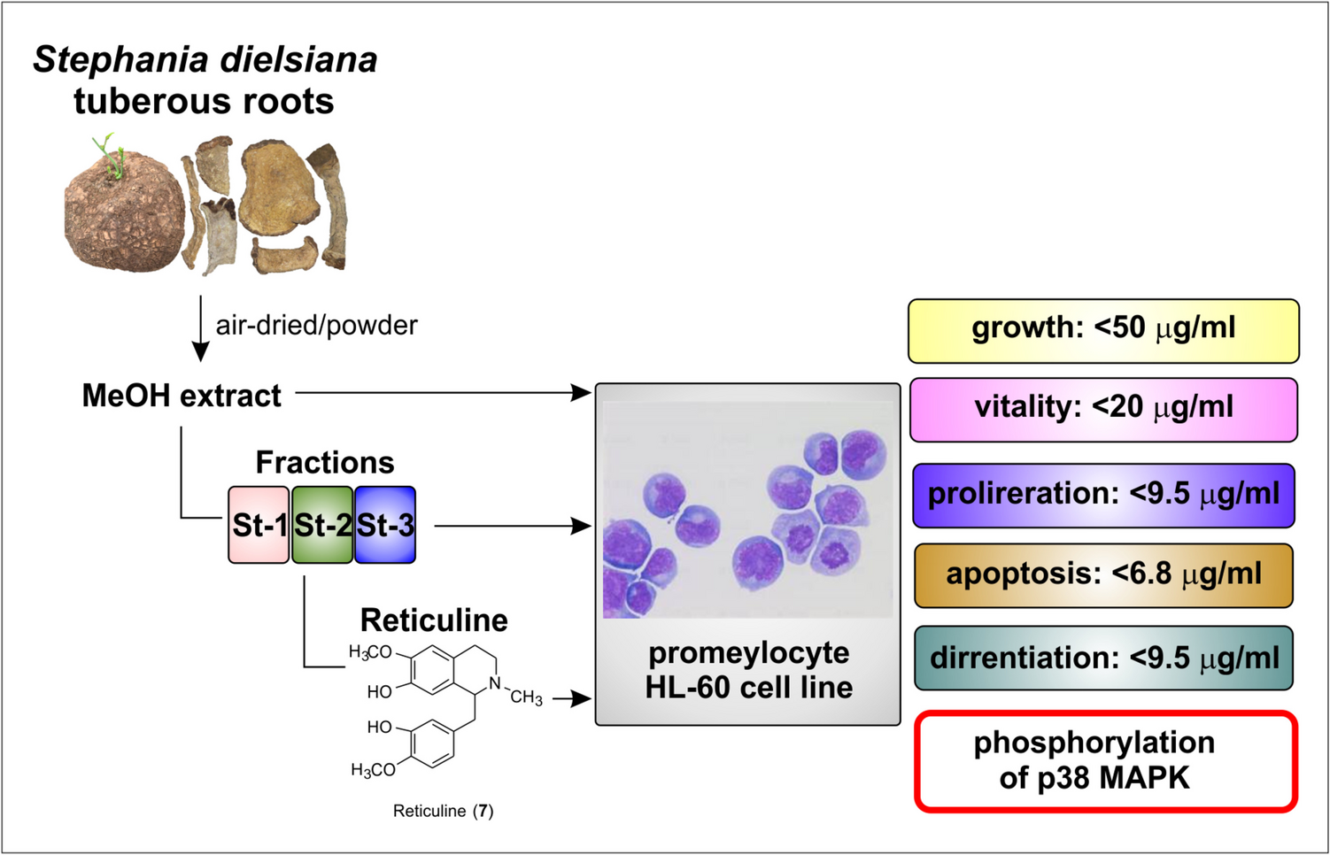 Biological Effect of Alkaloid-Enriched Fractions and Reticuline from the  on Promyelocyte HL-60 Cell Line