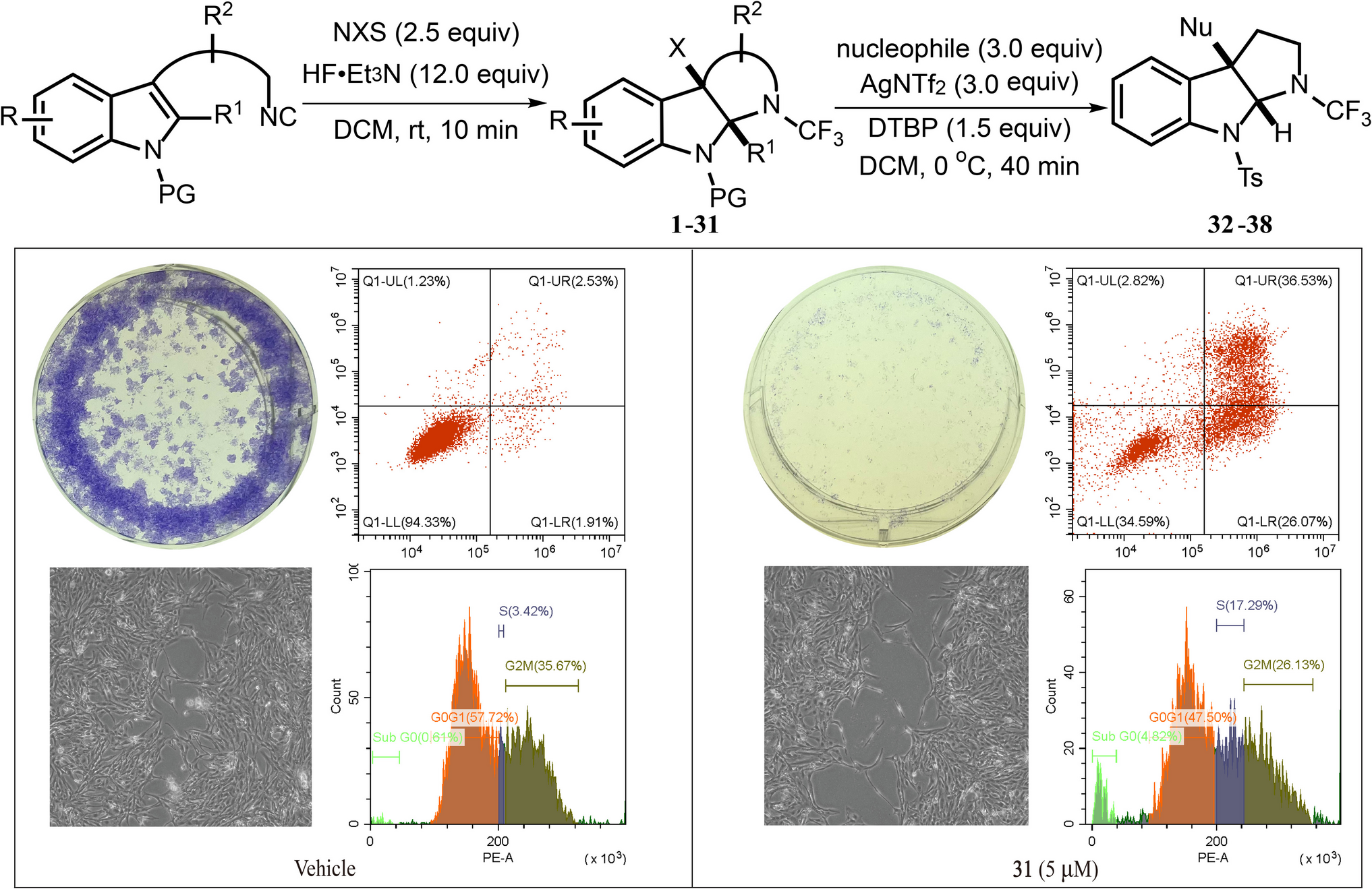 Discovery and Cytotoxic Activity of -CF-Containing Pyrroloindolines