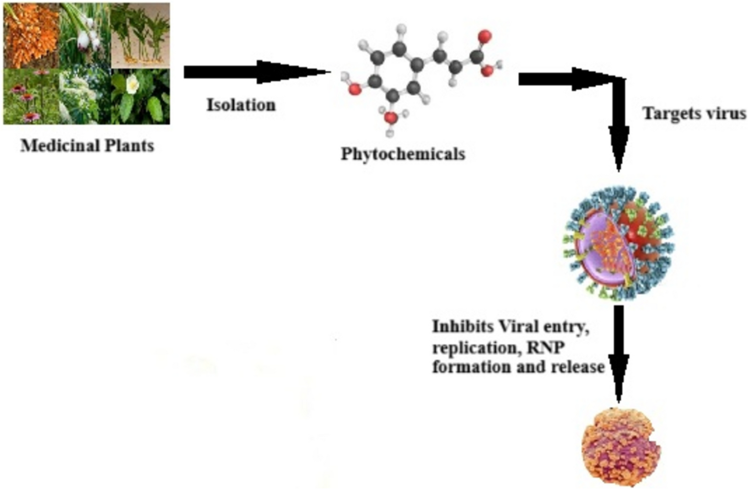 Exploring Herbal Medicines for Human Infections Associated with Avian Influenza A Viruses: A Recent Outbreak