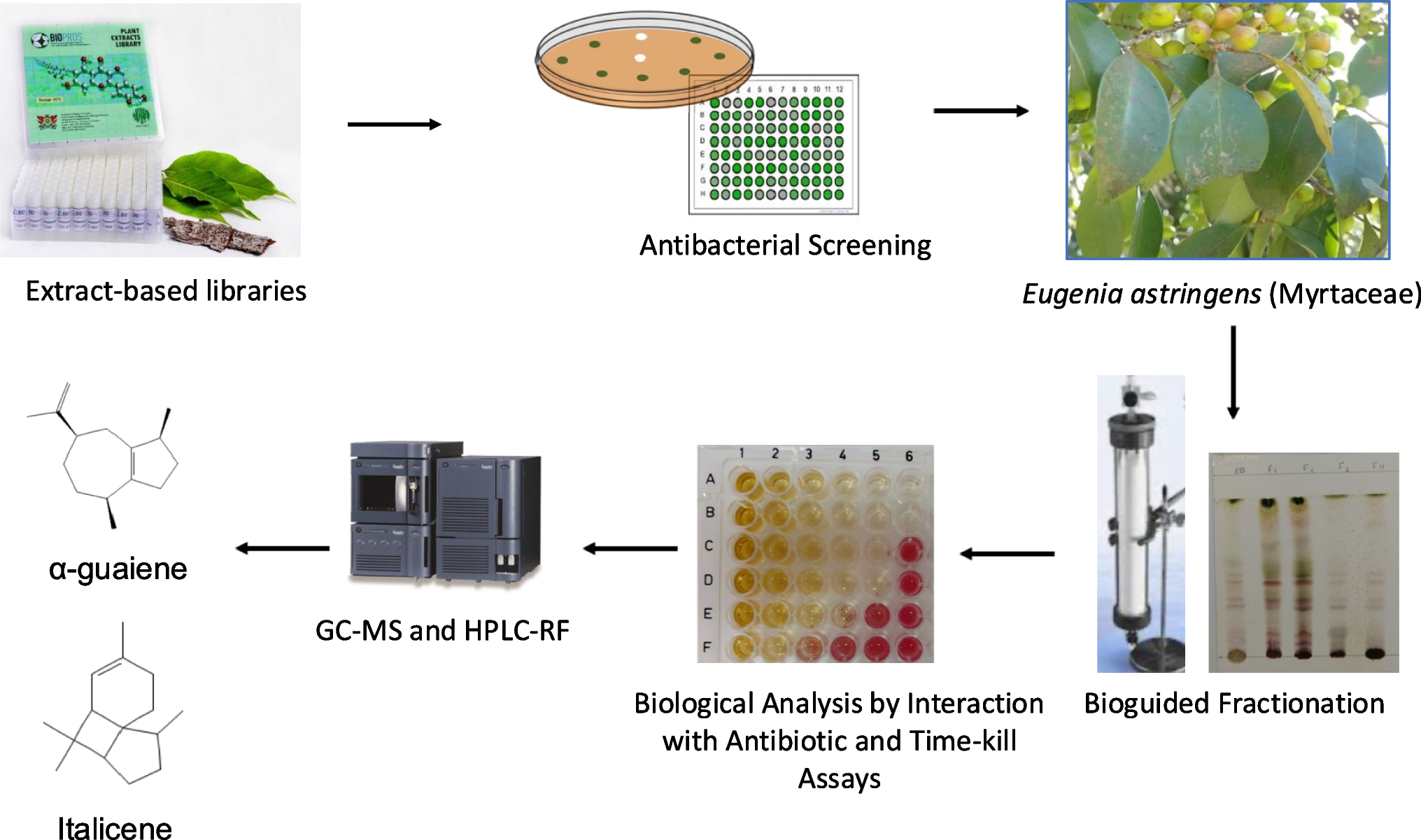 Screening of Plant Extracts from the Brazilian Atlantic Forest Reveals a Fraction Rich in Sesquiterpenes from  as a Potential Antibacterial
