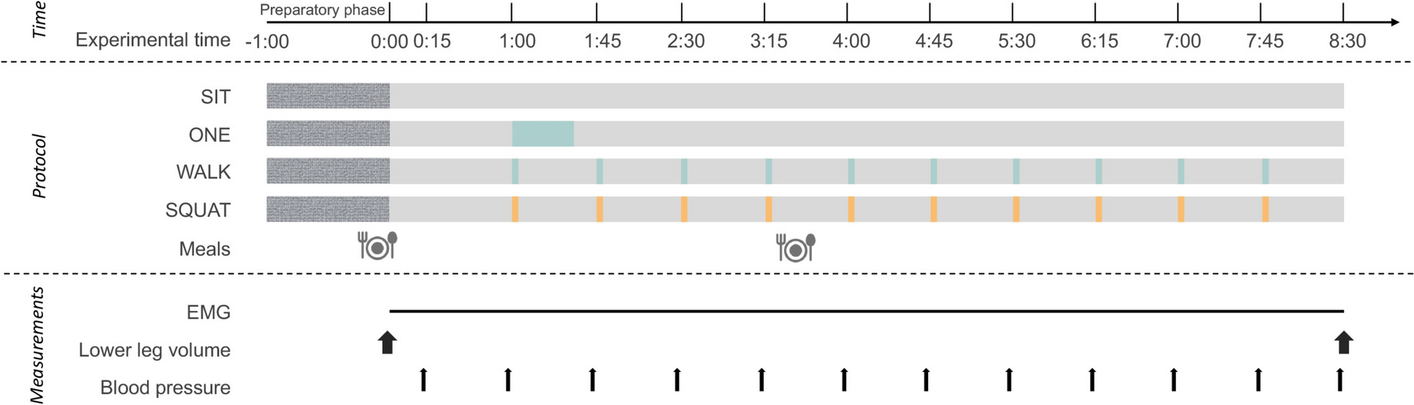 Effects of thigh muscle activity patterns on blood pressure and edema during interrupted sitting in overweight and obese men