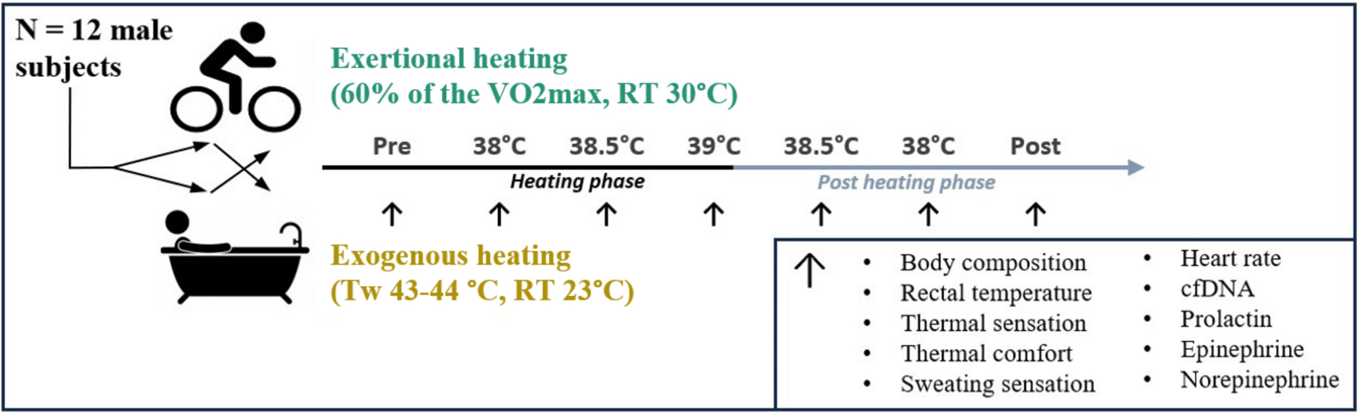 Kinetics of cell-free DNA in response to exogenous and exertional heating in healthy young men