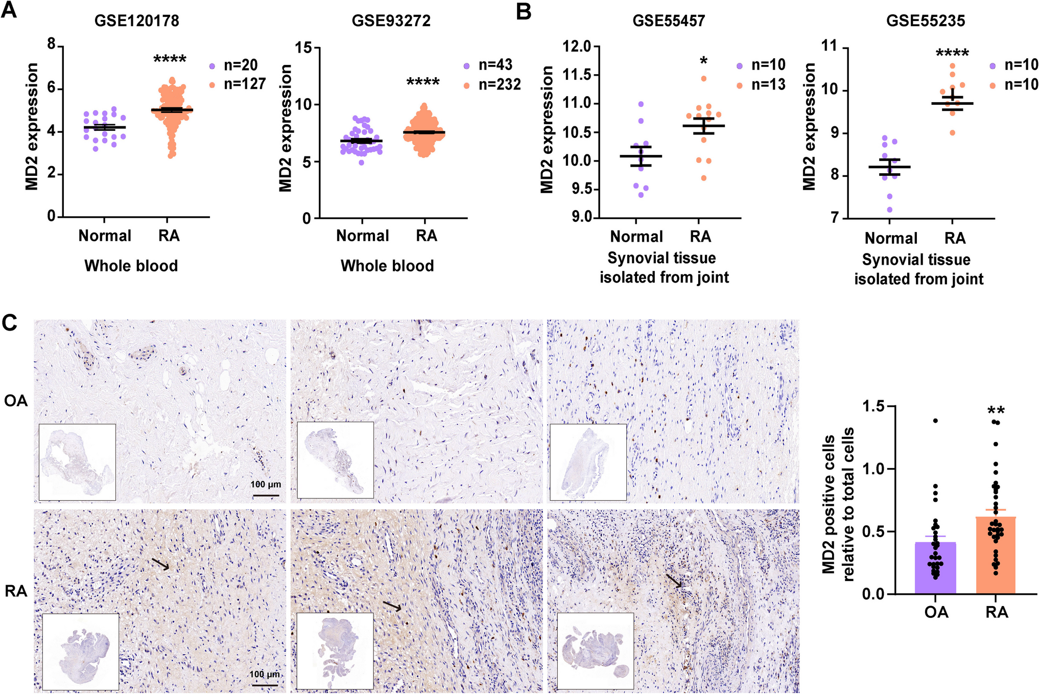 Targeting myeloid differentiation protein 2 ameliorates rheumatoid arthritis by inhibiting inflammation and ferroptosis via MAPK and NF-κB signaling pathways