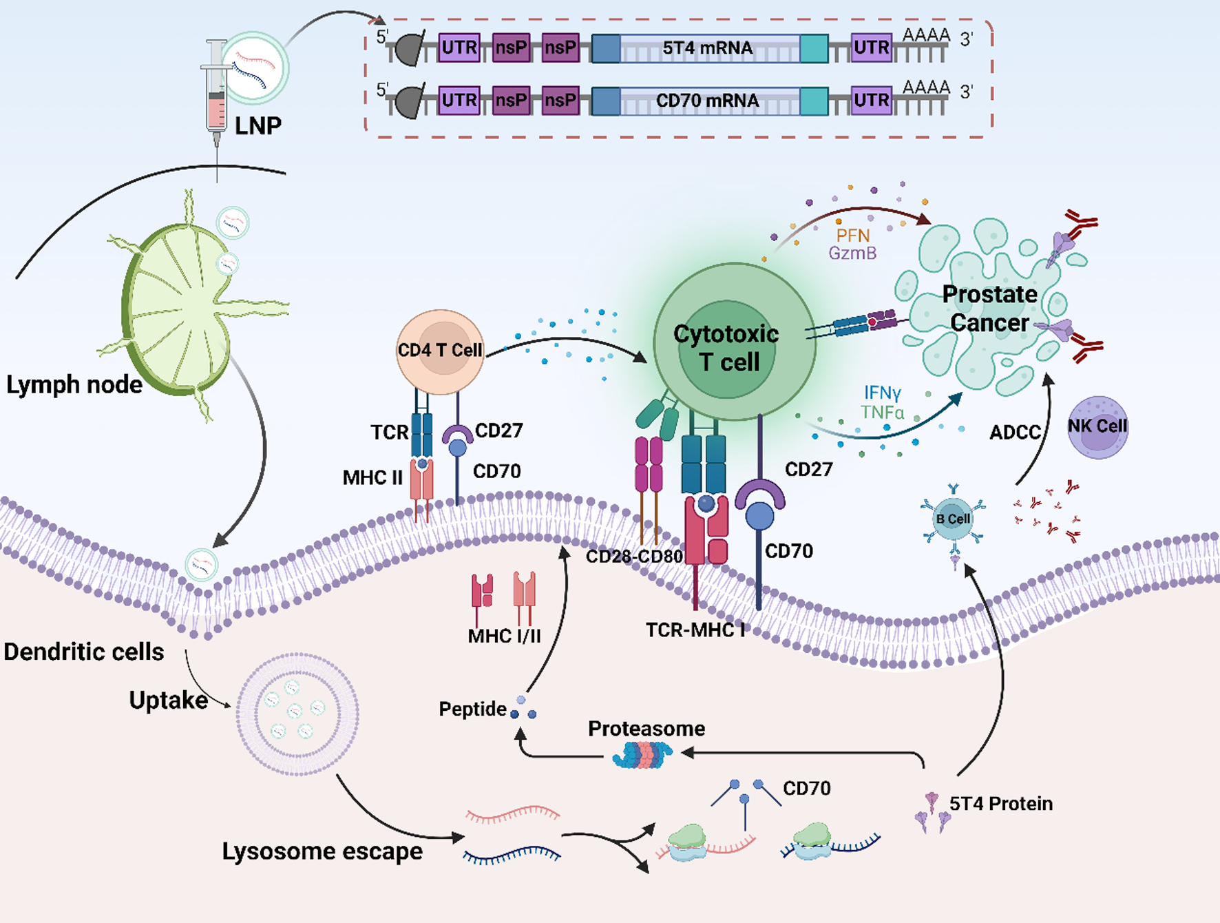 Enhancing the potency of 5T4 mRNA vaccine by CD70 mRNA-LNPs through ADCC and T cell boosting in prostate cancer therapy