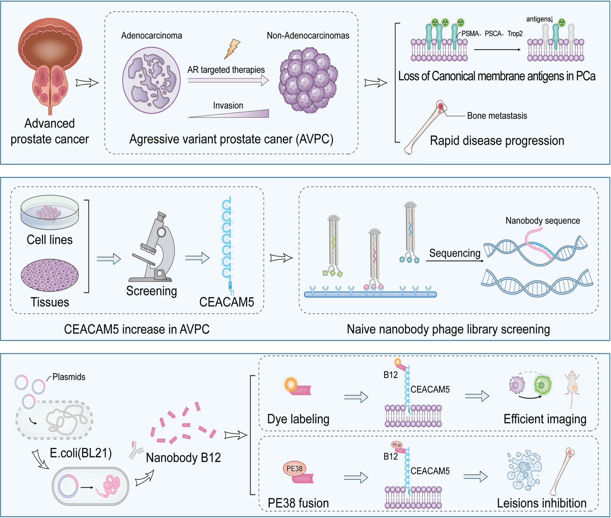 Rapid diagnostic imaging and targeted immunotoxin delivery in aggressive prostate cancer using CEACAM5-specific nanobodies