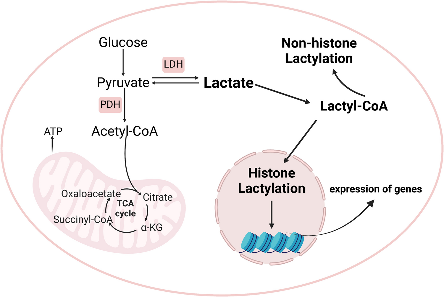 The Emerging Role of Lactate and Lactylation Modifications in the Pathophysiology of Atherosclerotic Cardiovascular Diseases