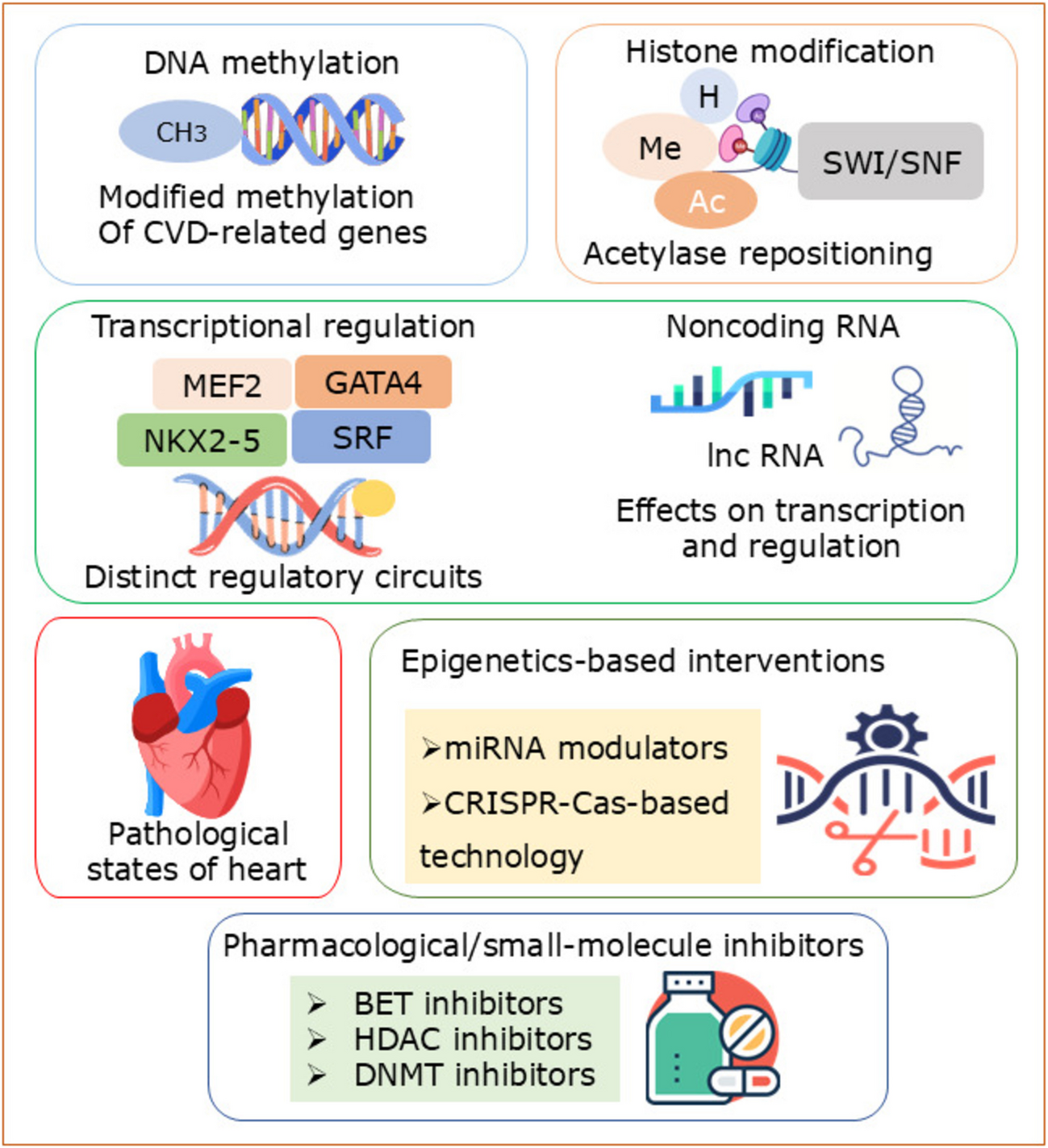 Molecular Interplay of Gene Network Dynamics, Epigenetic Regulation, and Therapeutic Mapping in Cardiovascular Disease