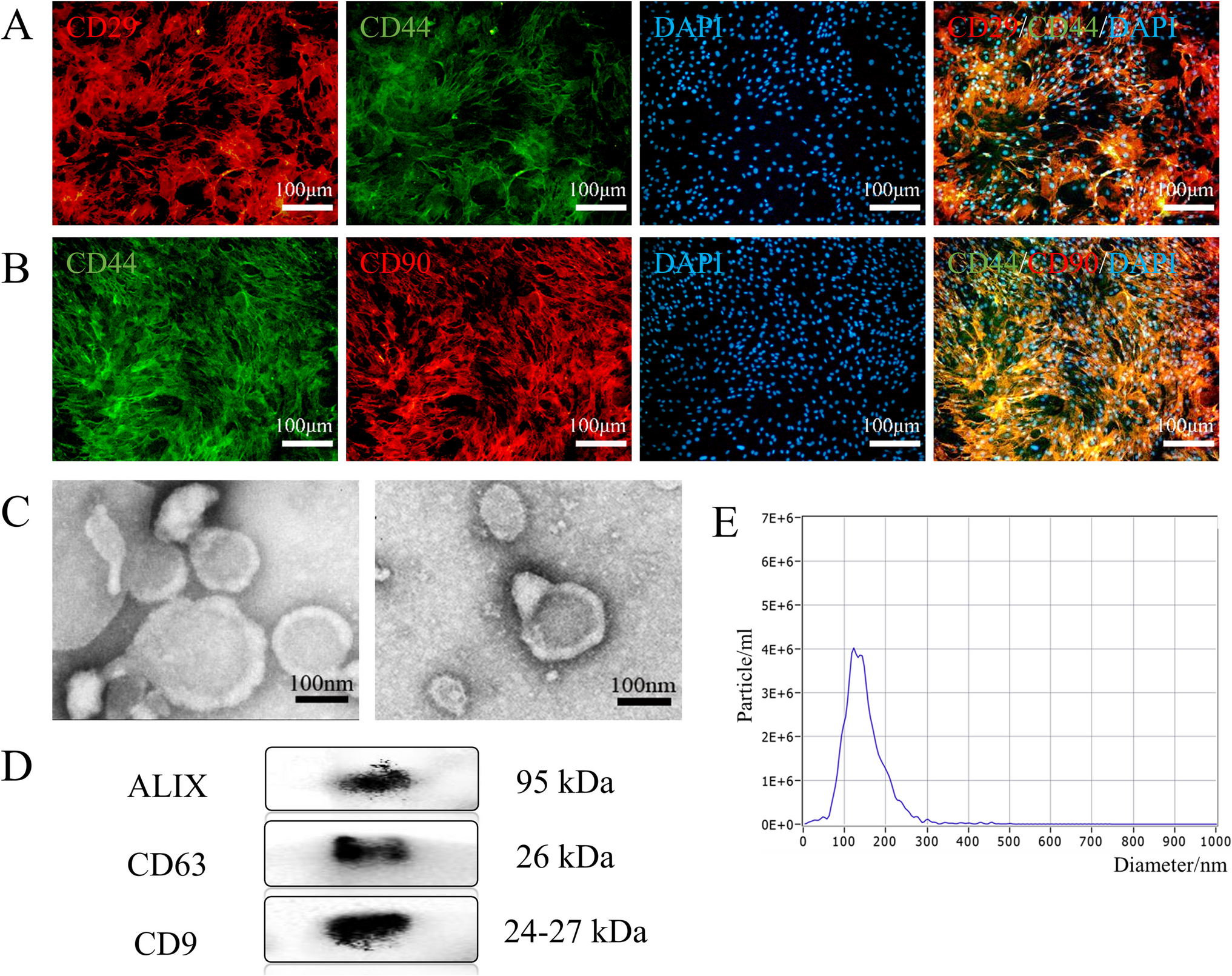 Pericardial Administration of Extracellular Vesicles Derived from Bone Marrow Stem Cells Improved Doxorubicin-induced Heart Failure with Mid Range Ejection Fraction (HFmrEF) in Rats