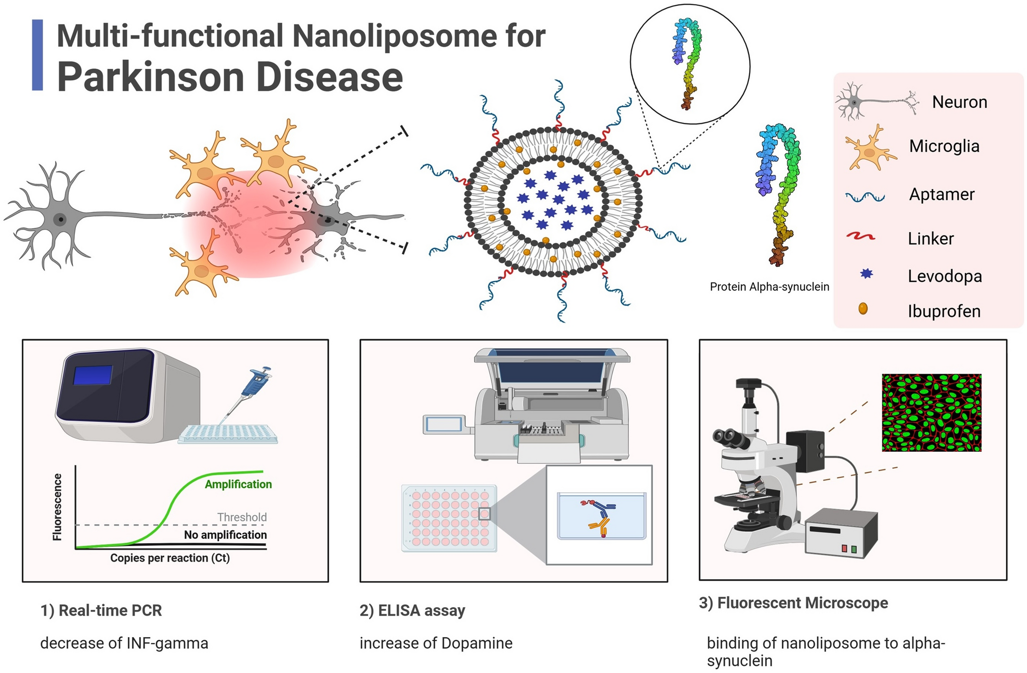 The Dopaminergic and Anti-Neuroinflammatory Properties of Functionalized Nanoliposomes Containing Levodopa and Ibuprofen and Conjugated with Anti-Alpha-Synuclein Aptamer