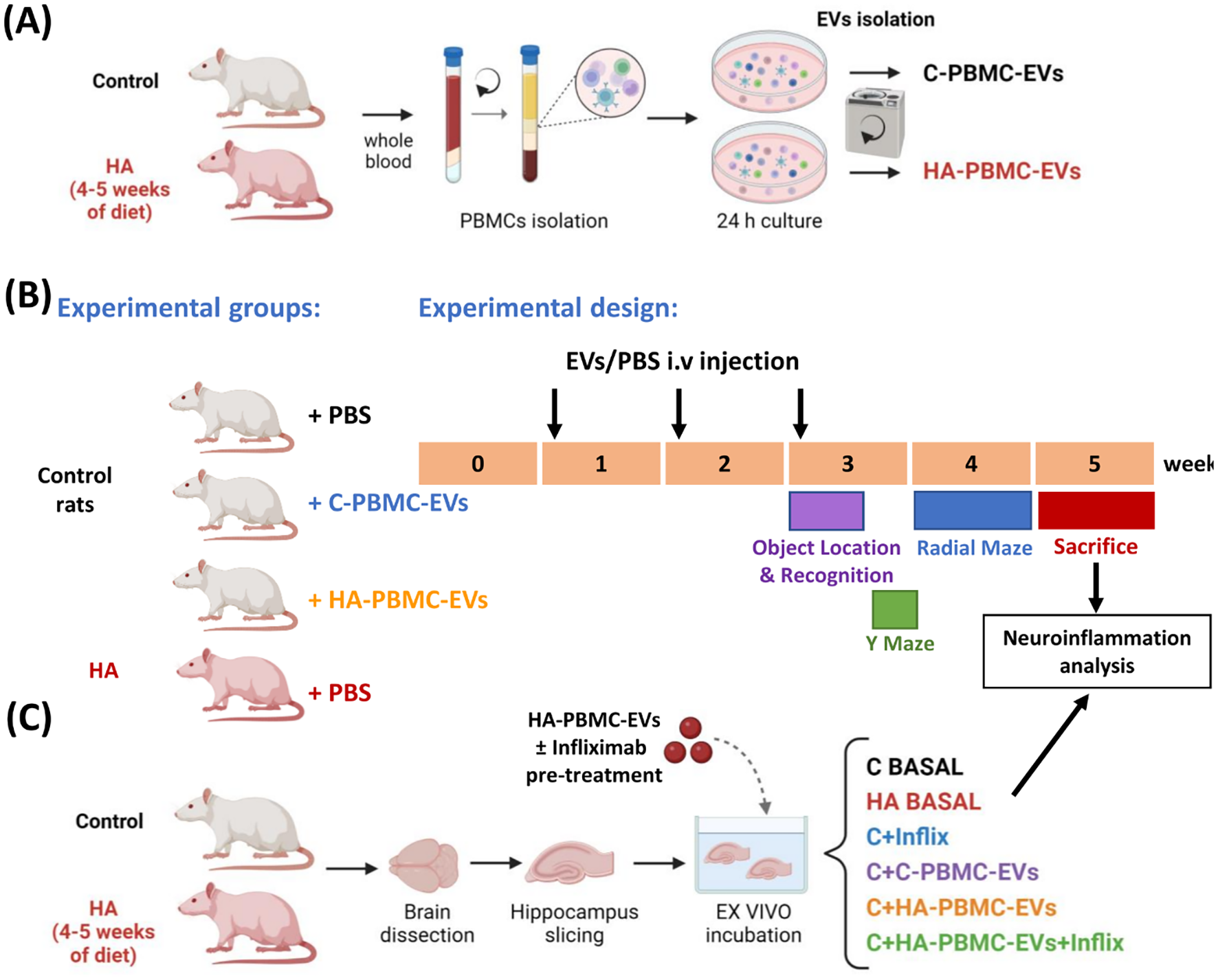Extracellular Vesicles from Peripheral Blood Mononuclear Cells of Hyperammonemic Rats Induce Neuroinflammation in Hippocampus, Impairing Memory and Learning in Normal Rats