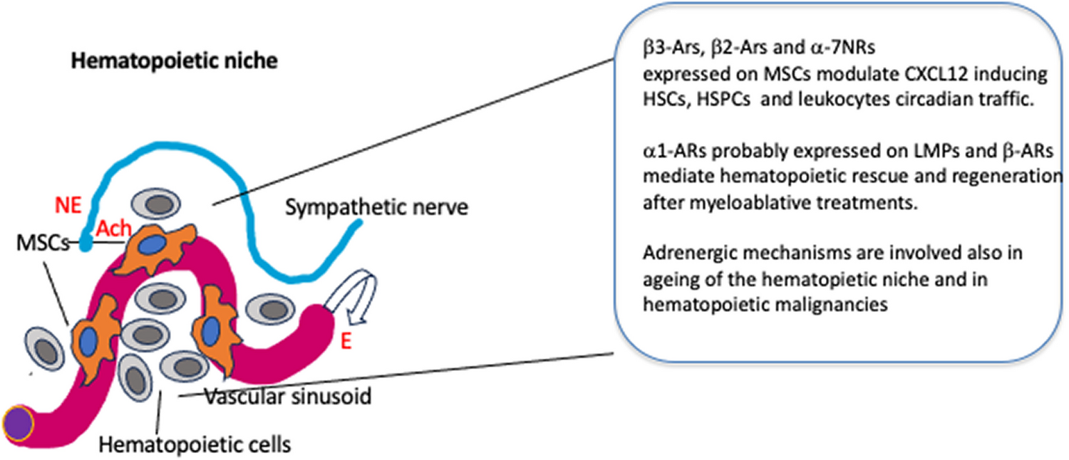 The Sympathetic Nervous Influence on Hematopoiesis Up To Date