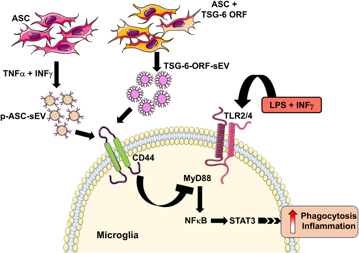 TNF-Stimulated Gene-6, Part of Extracellular Vesicles in Adipose Tissue-Derived Mesenchymal Stem Cell Concentrated Conditioned Medium, Affects Microglial Activity