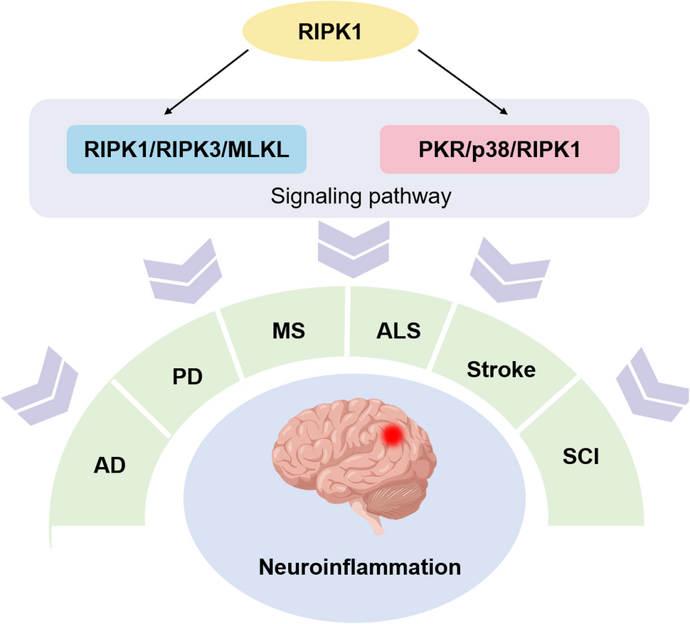 RIPK1: A Promising Target for Intervention Neuroinflammation