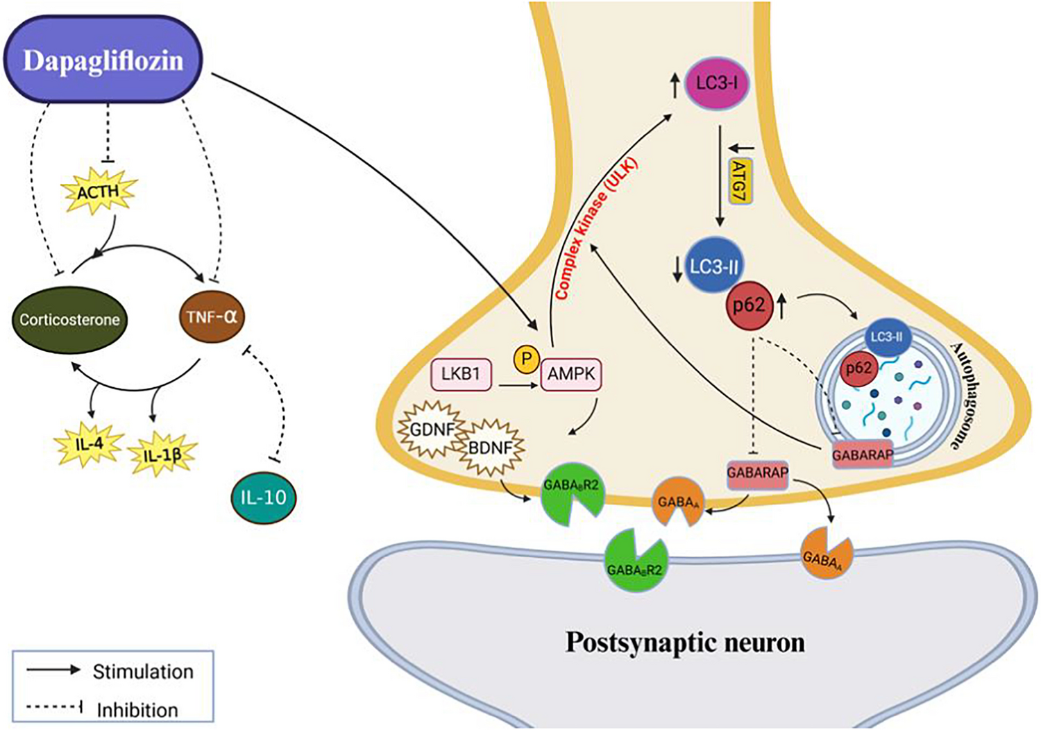 Exploring Dapagliflozin’s Influence on Autophagic Flux in Mania-like Behaviour: Insights from the LKB1/AMPK/LC3 Pathway in a Mouse Model