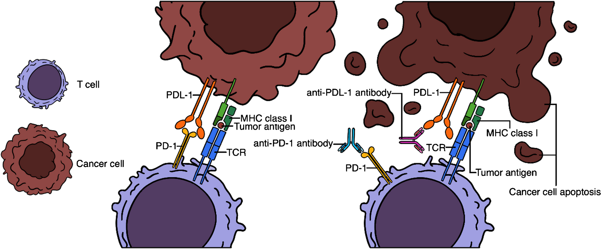 Predicting PD-L1 expression status in NSCLC using radiomic analysis of 18 F-FDG-PET/CT images