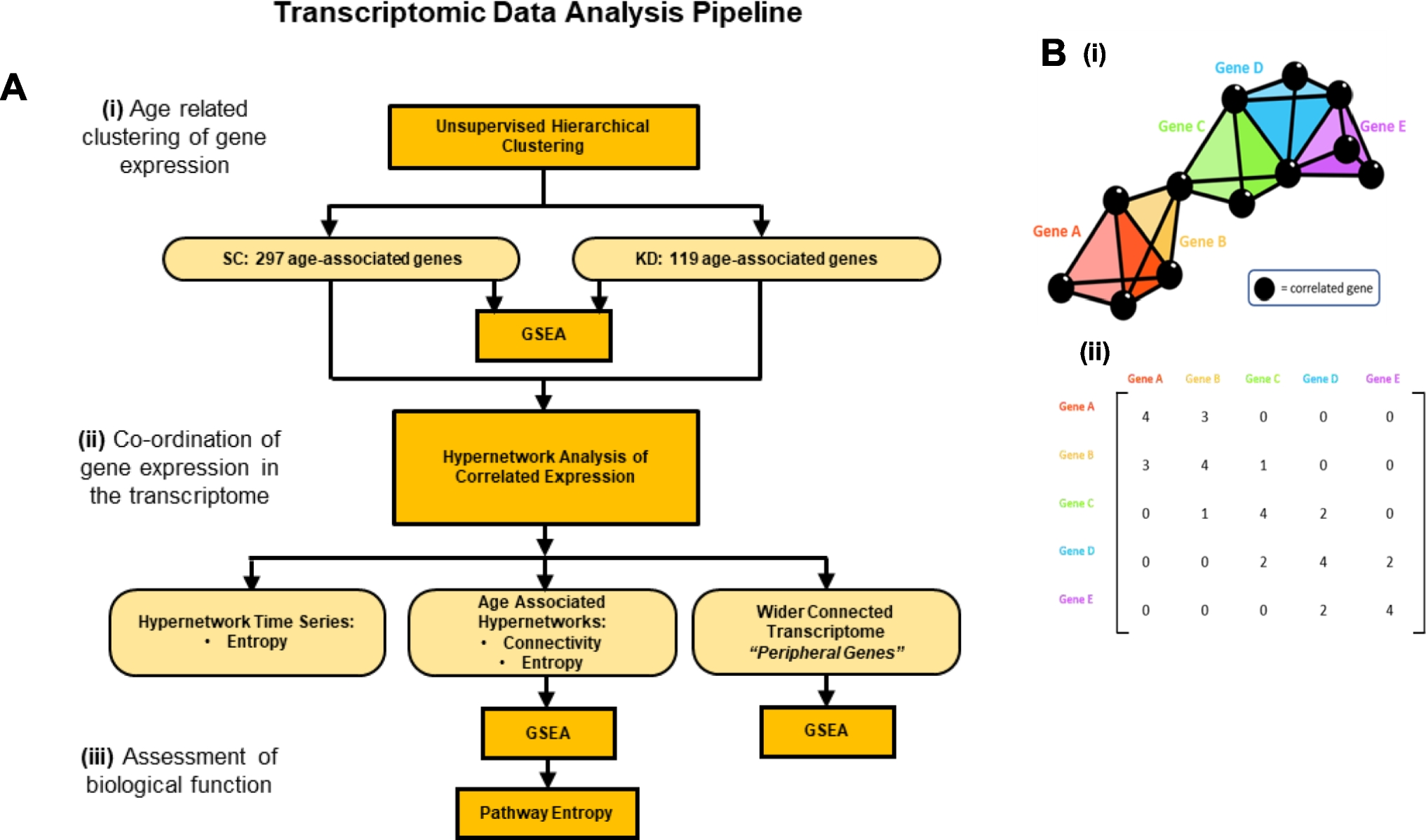 Transcriptome remodelling and changes in growth and cardiometabolic phenotype result following  knockdown in the early life of the zebrafish