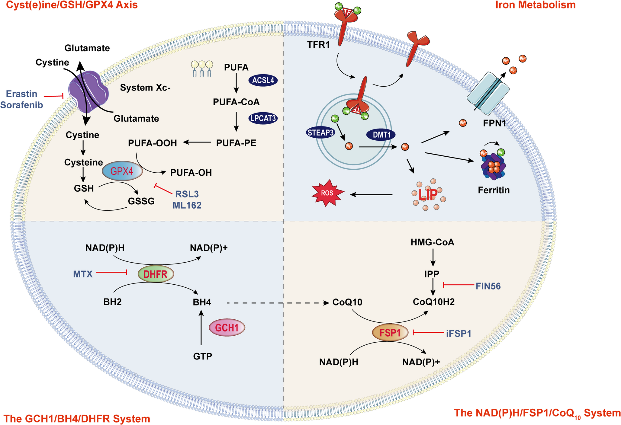 Ferroptosis in cancer: revealing the multifaceted functions of mitochondria