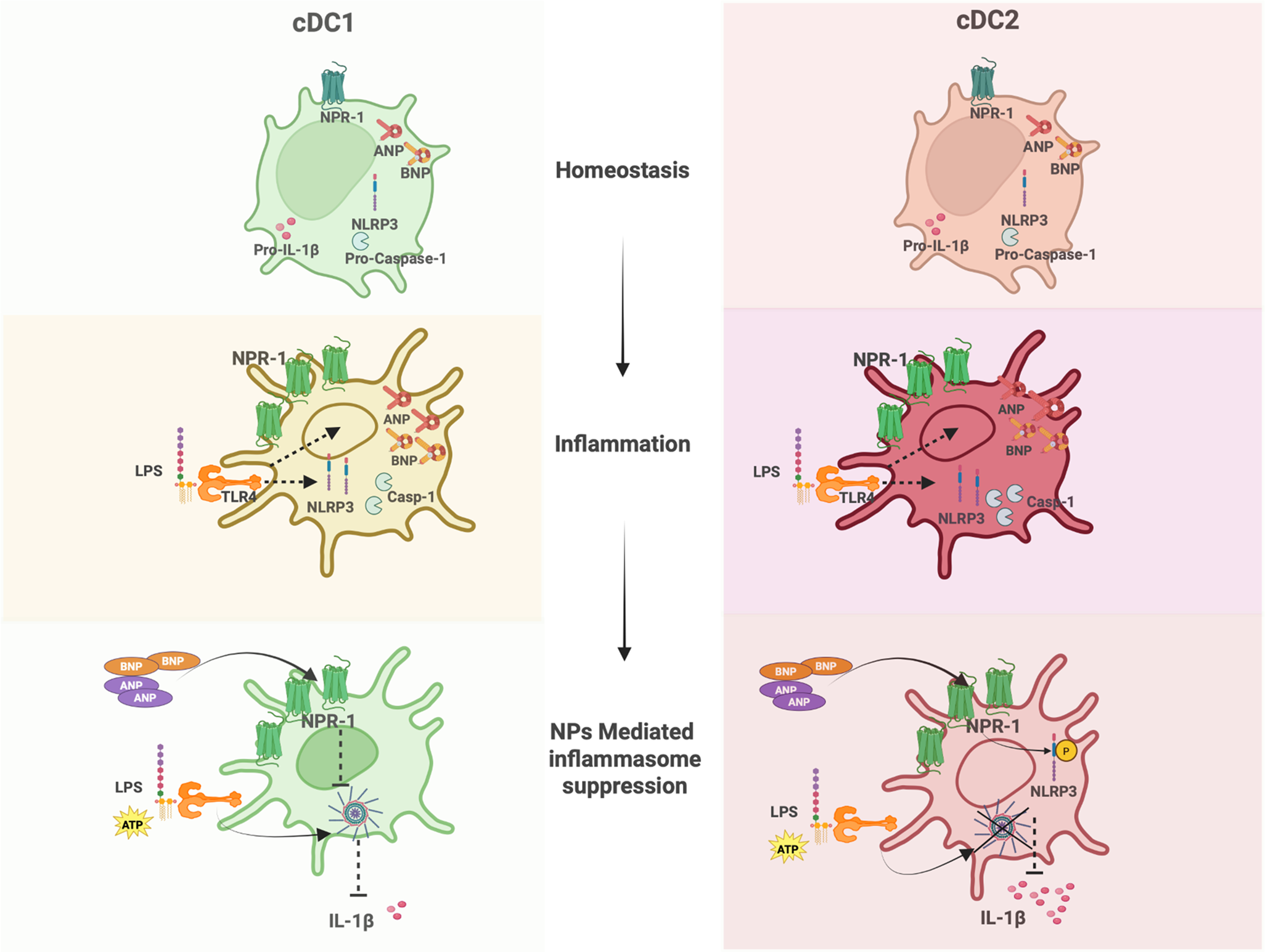 Natriuretic peptides as novel regulators of dendritic cells-mediated inflammation