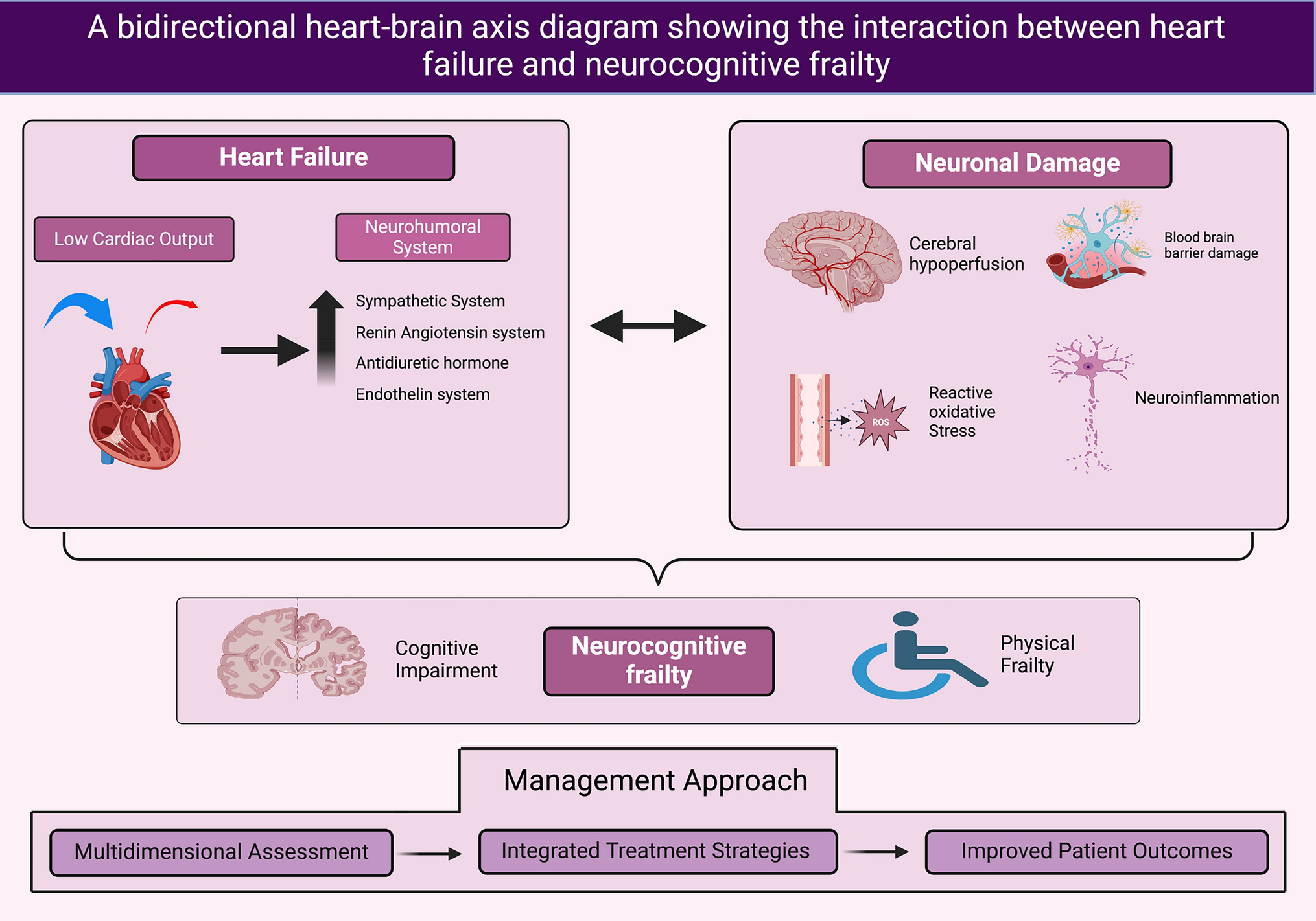 The heart–brain axis: neurocognitive frailty in heart failure