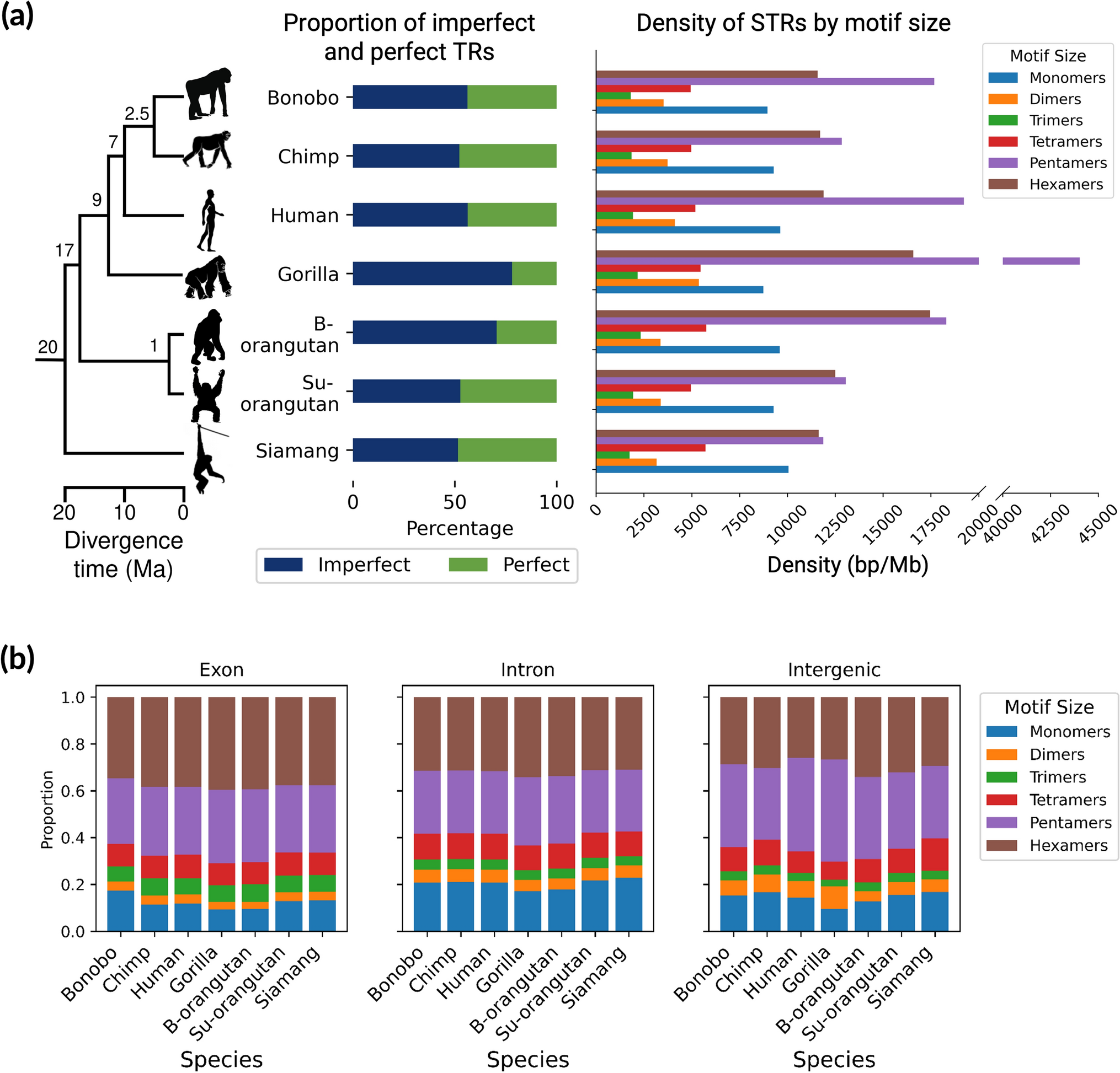 Analysis of tandem repeats in seven telomere-to-telomere primate genomes