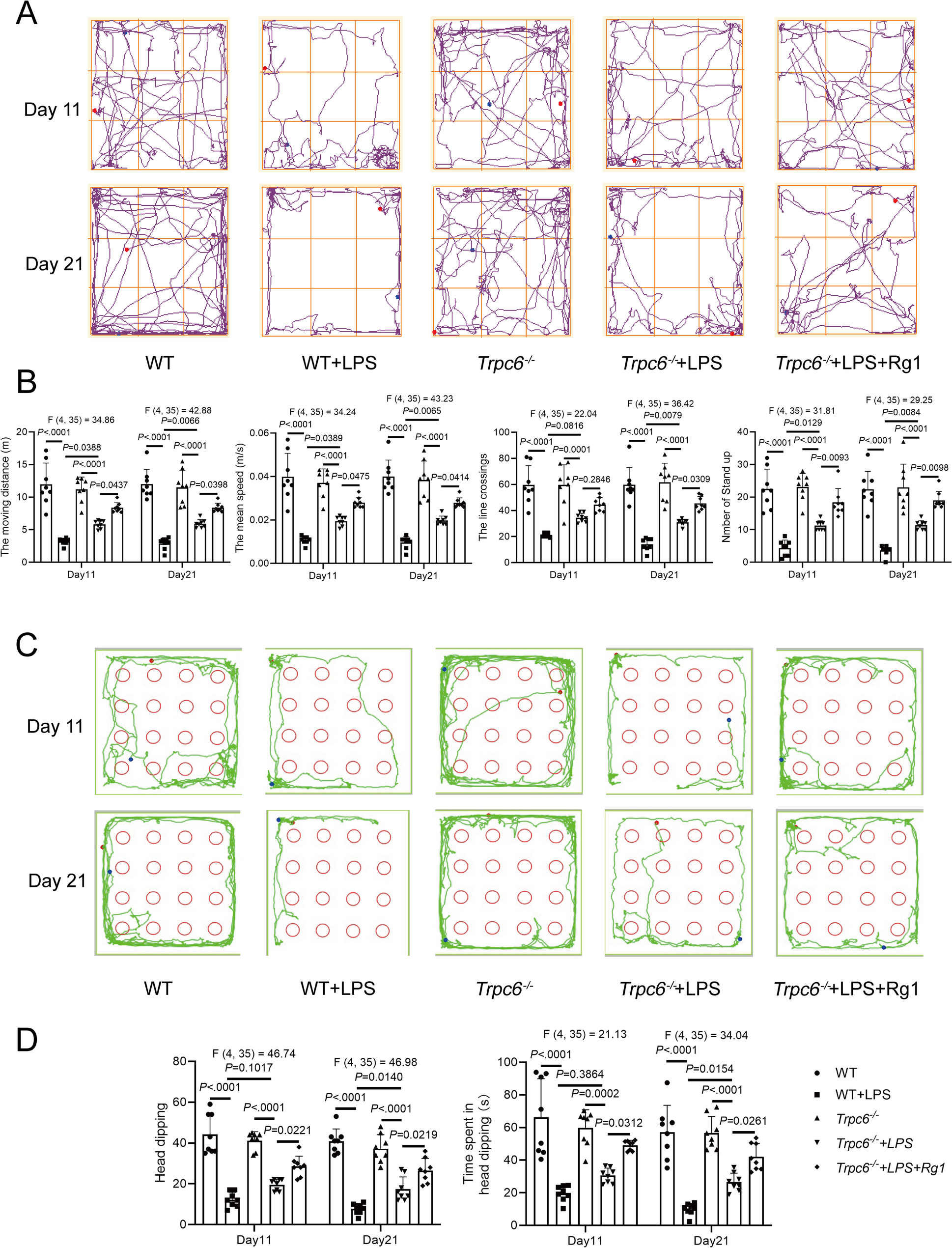 Chronic lipopolysaccharide exposure promotes cognitive impairments by activating TRPC6-AIM2 inflammasome signaling and the regulation of ginsenoside Rg1 in Trpc6−/− mice