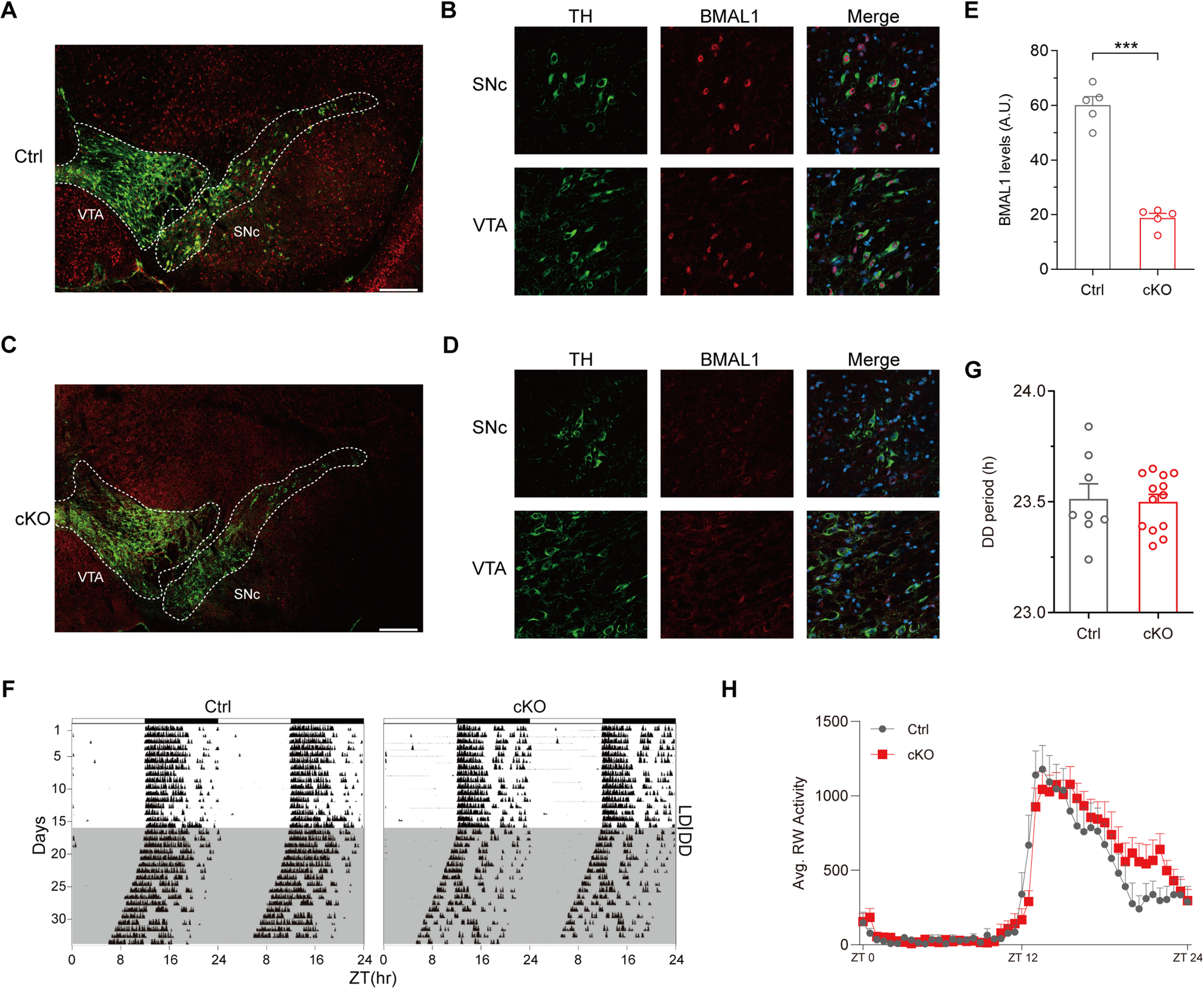 Knockout of Bmal1 in dopaminergic neurons induces ADHD-like symptoms via hyperactive dopamine signaling in male mice