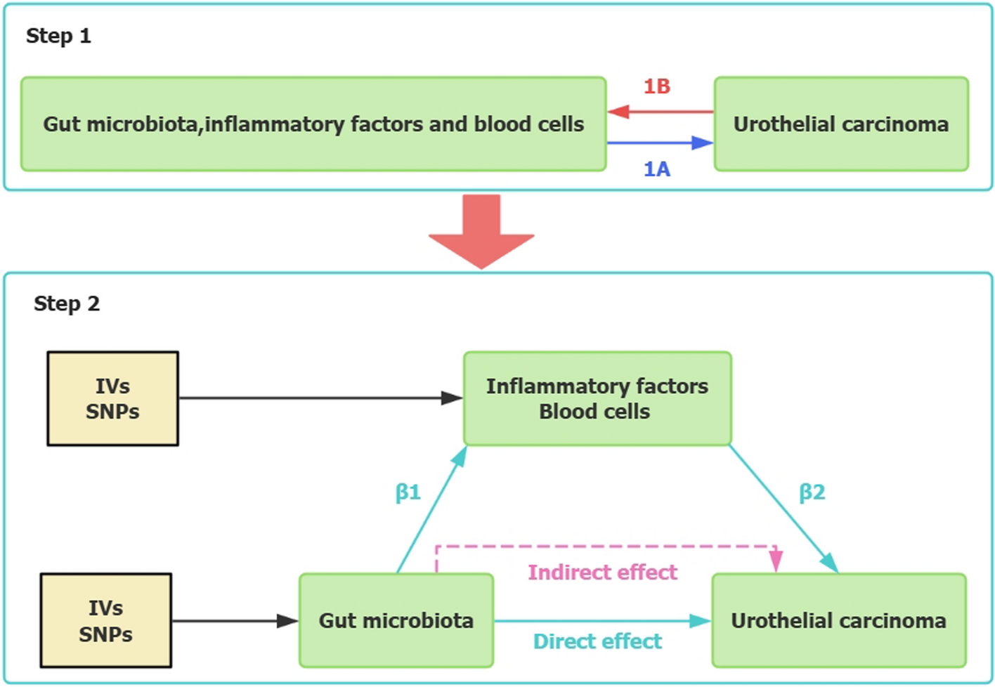 Causal relationships between gut microbiota and urothelial carcinoma mediated by inflammatory cytokines and blood cell traits identified through Mendelian randomization analysis