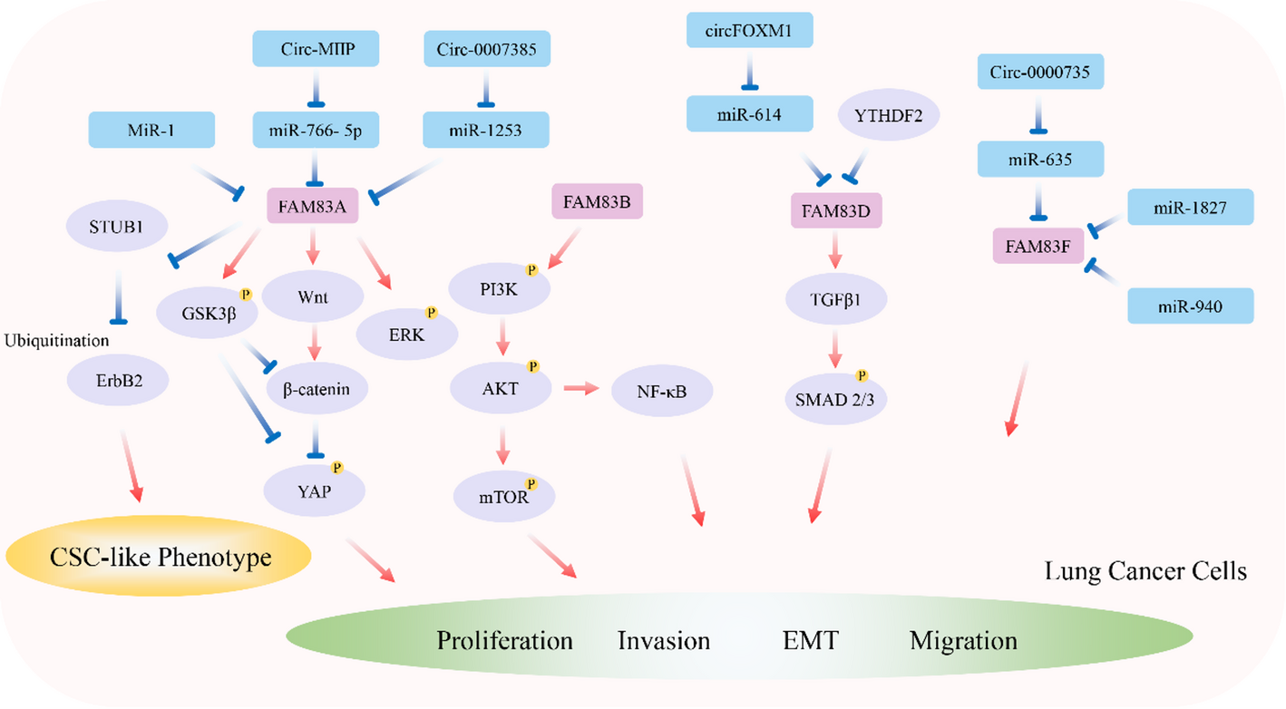 The complex role and molecular mechanism of family with sequence similarity genes in cancer: a comprehensive review